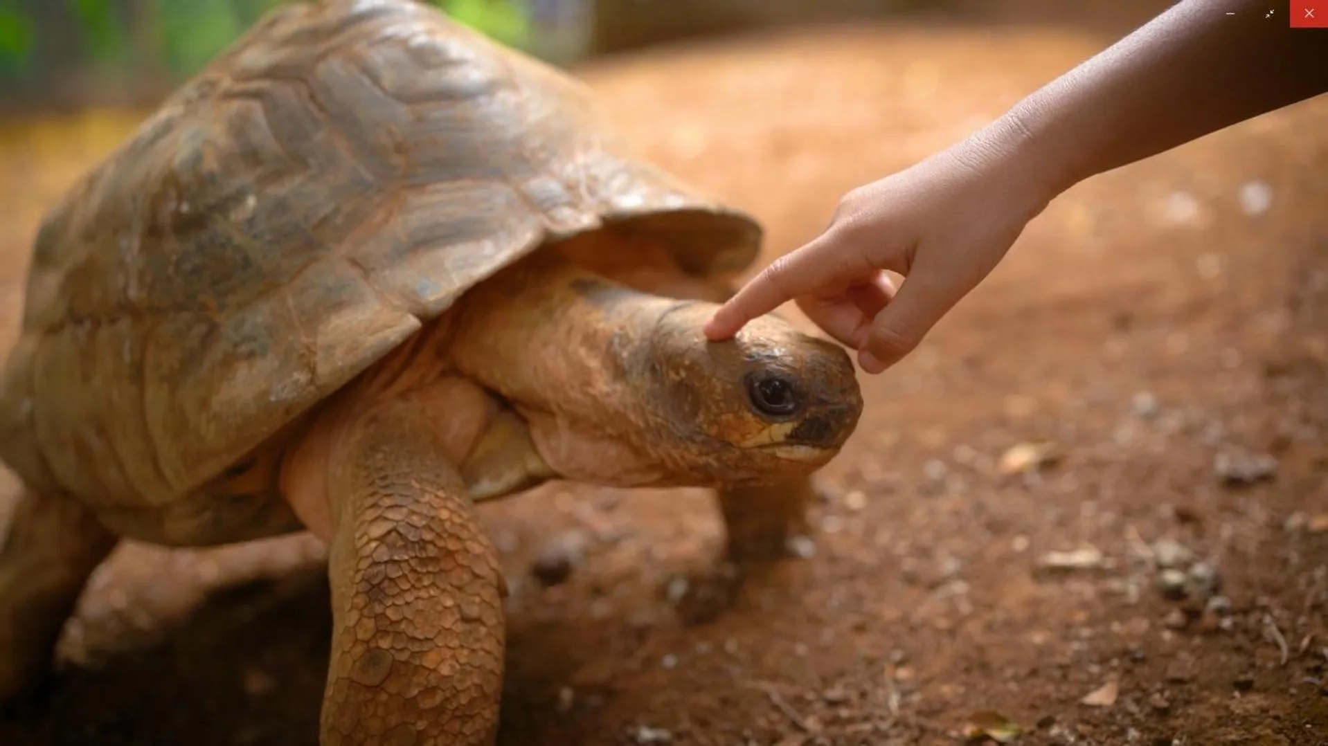 Animals in Gadiamb City