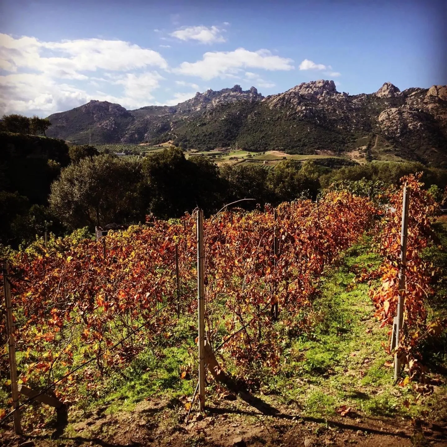 Tenuta Petra Manna