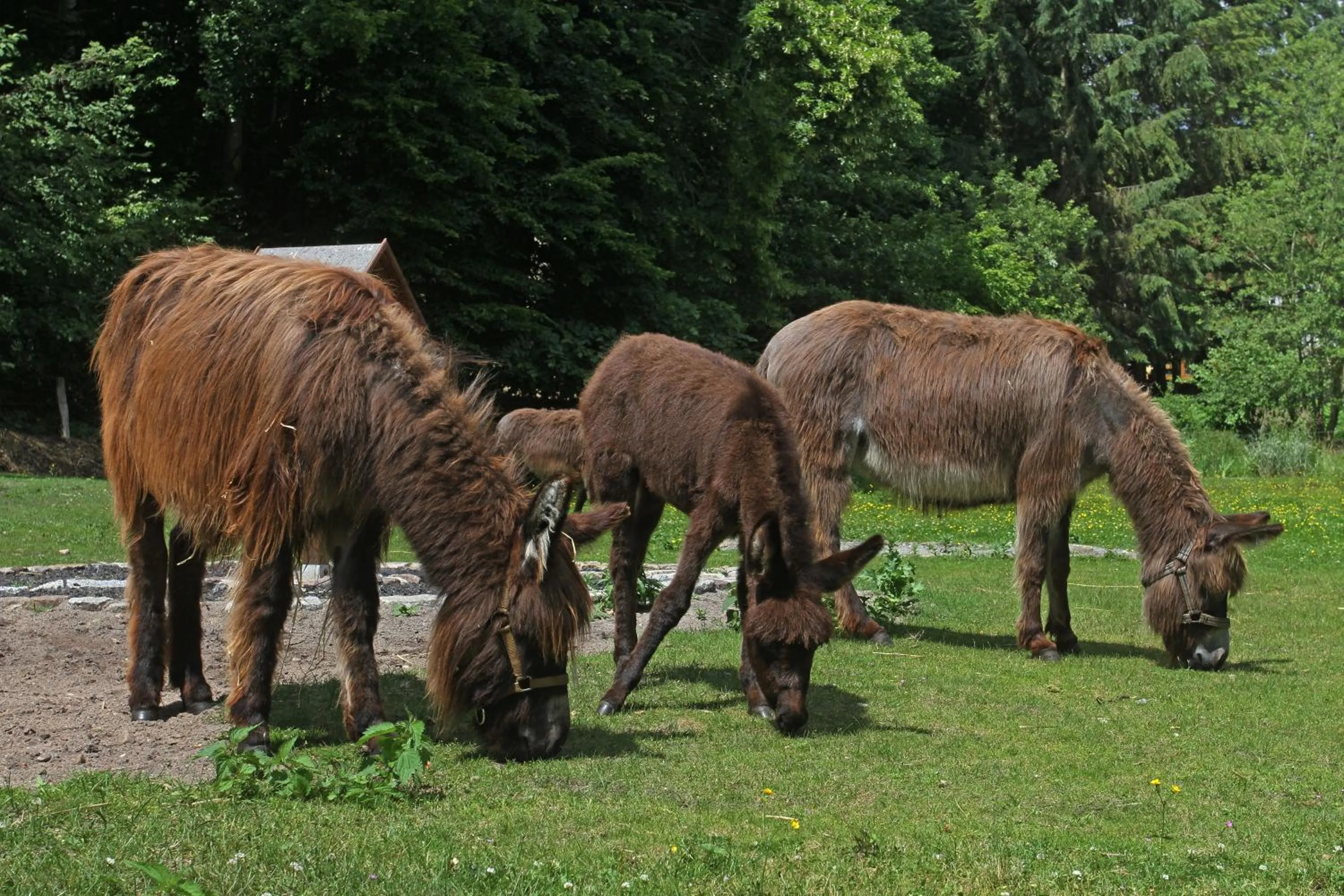 Animals in Hotel Boltenmühle