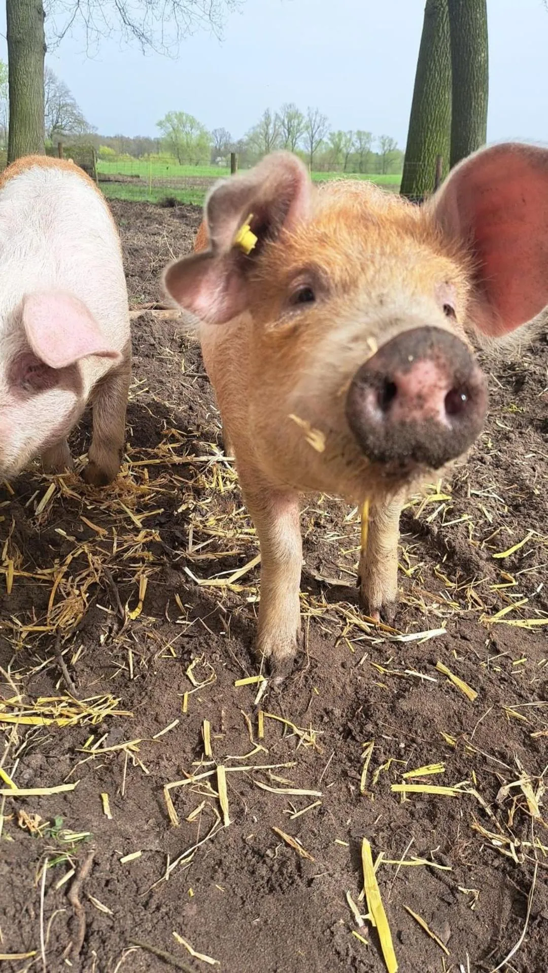 Animals in Erve iemhorst