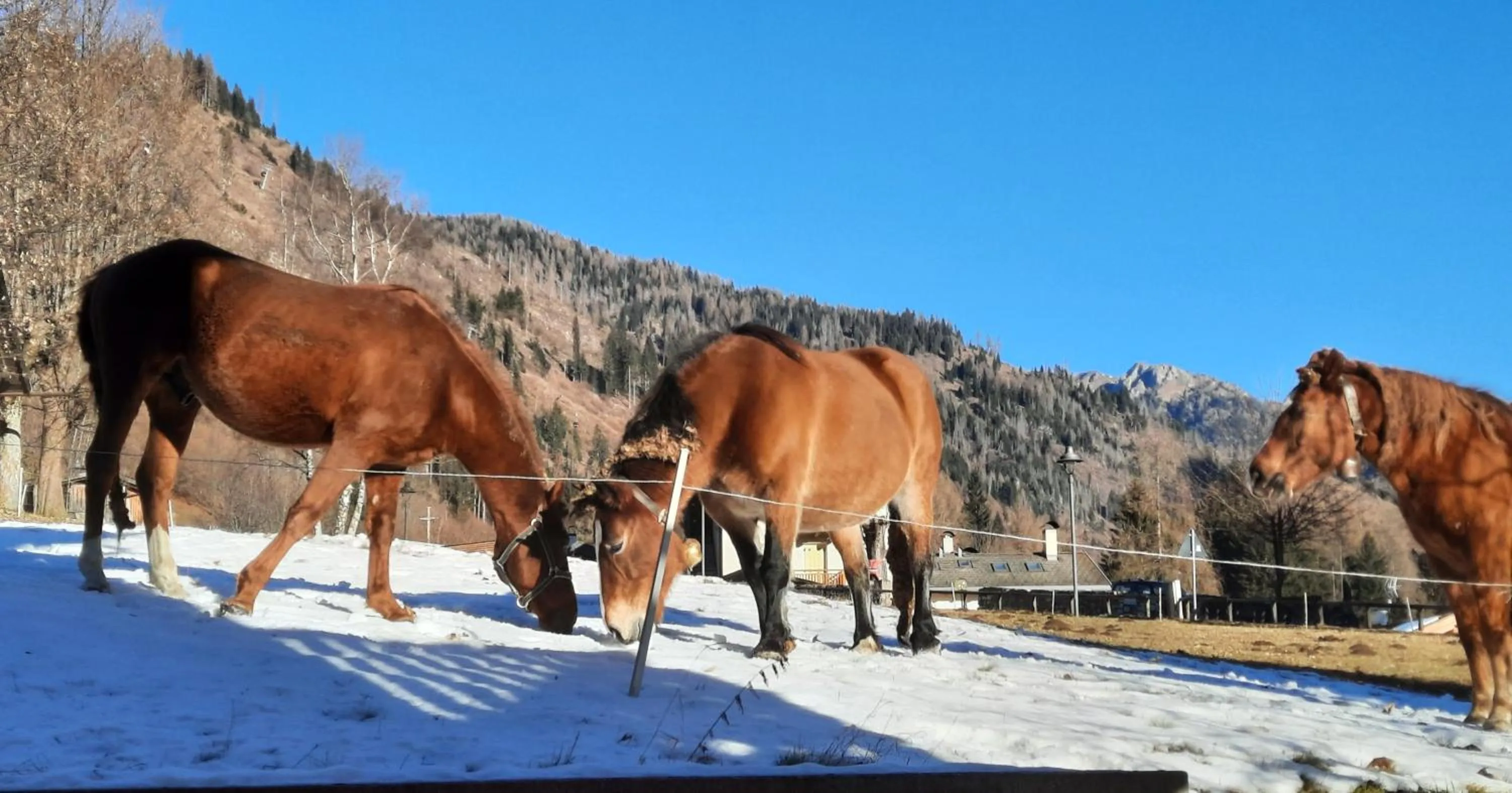 Natural landscape in B&BeautyFol Dolomites B&B adults only