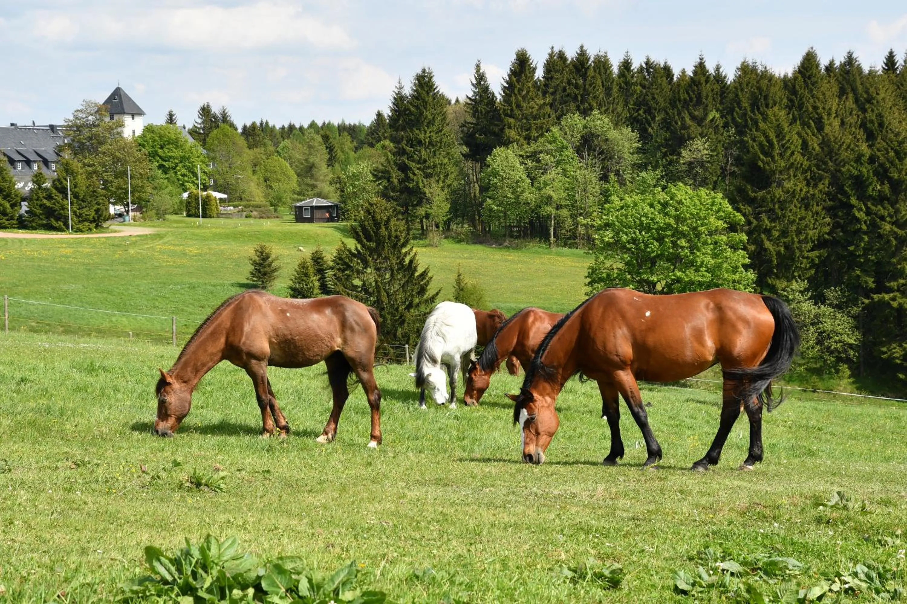 Garden view in Landhotel Altes Zollhaus