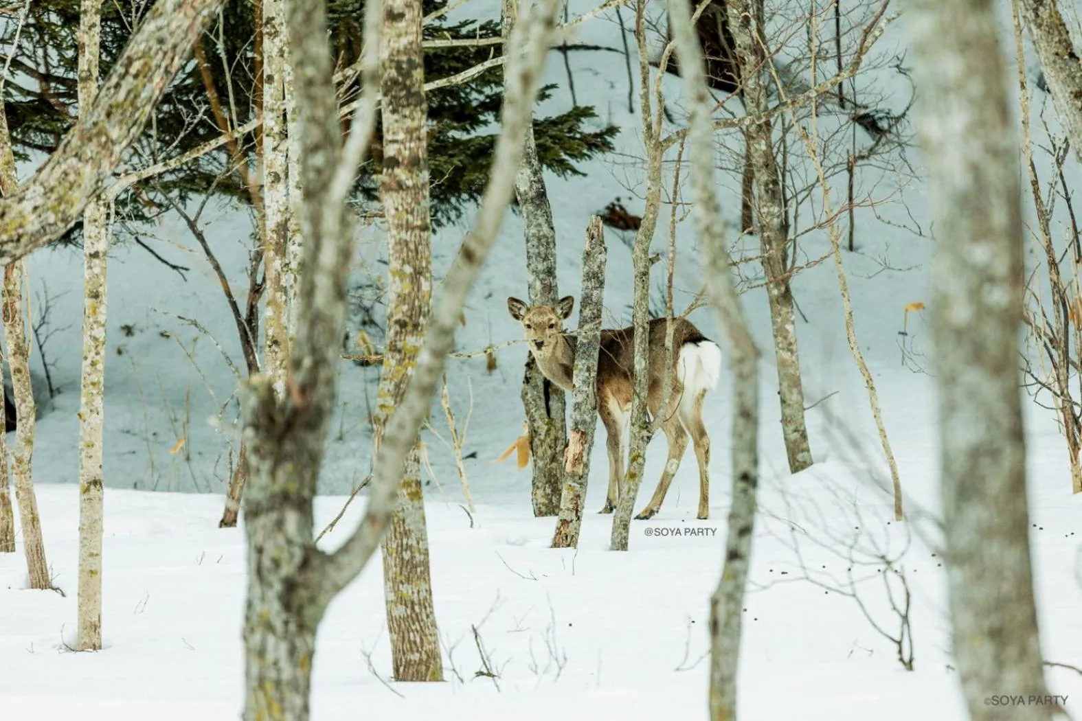 Natural landscape in THE STAY WAKKANAI