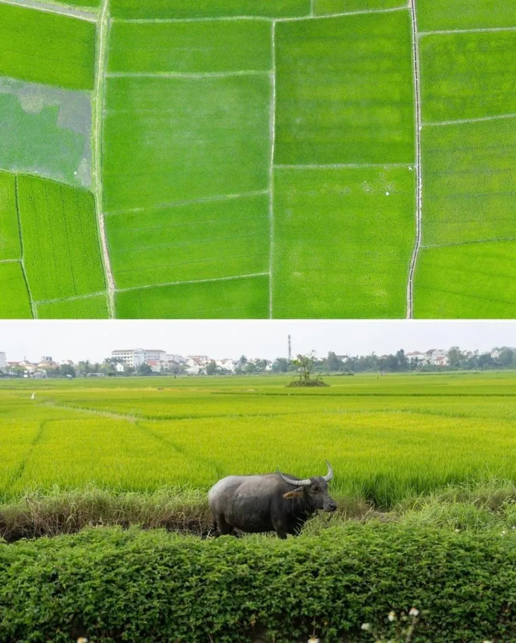 View (from property/room) in Paddy Boutique House Hoian