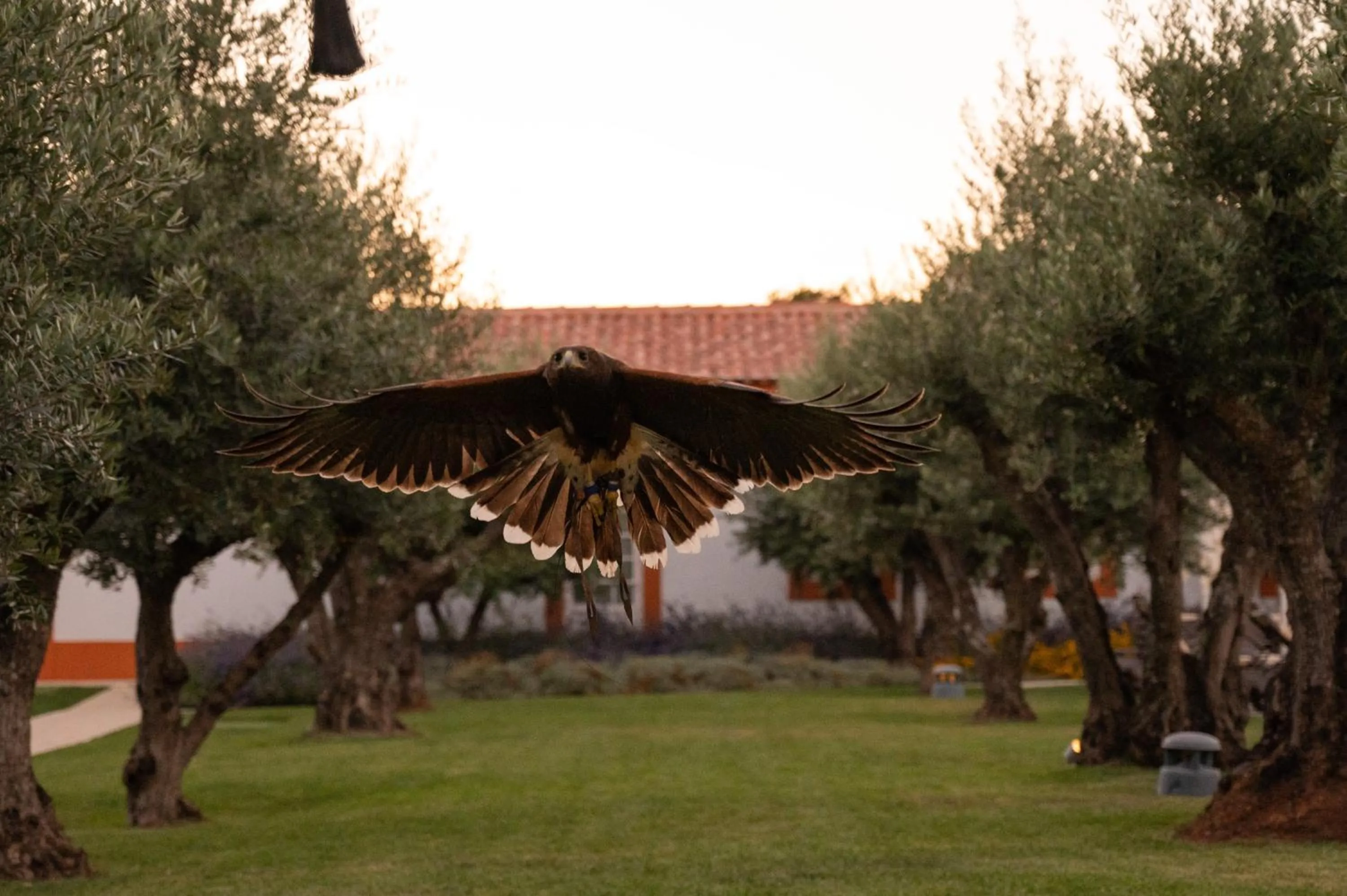 Activities in Vila Gale Collection Alter Real - Resort Equestre, Conference & Spa