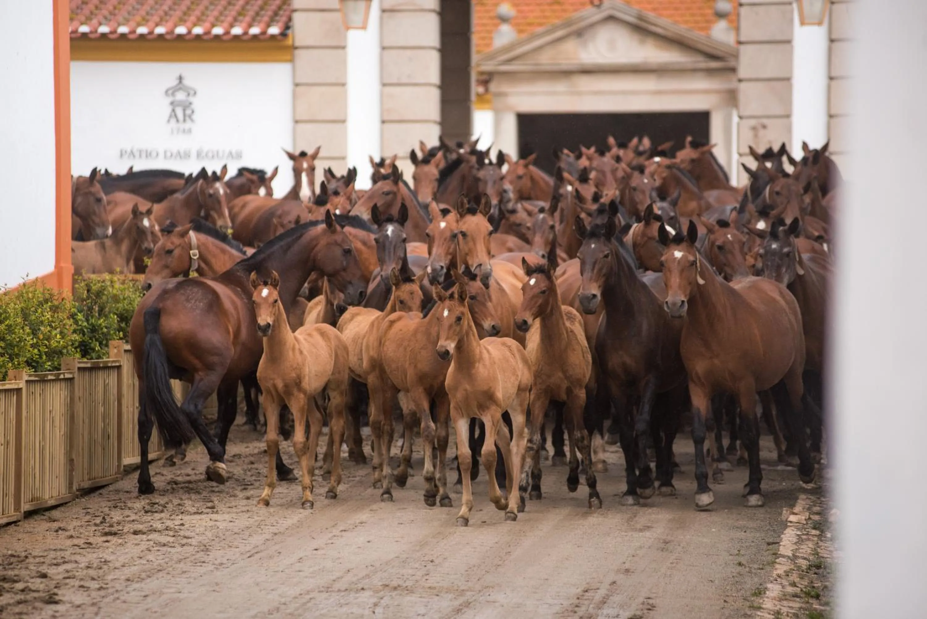 Activities in Vila Gale Collection Alter Real - Resort Equestre, Conference & Spa