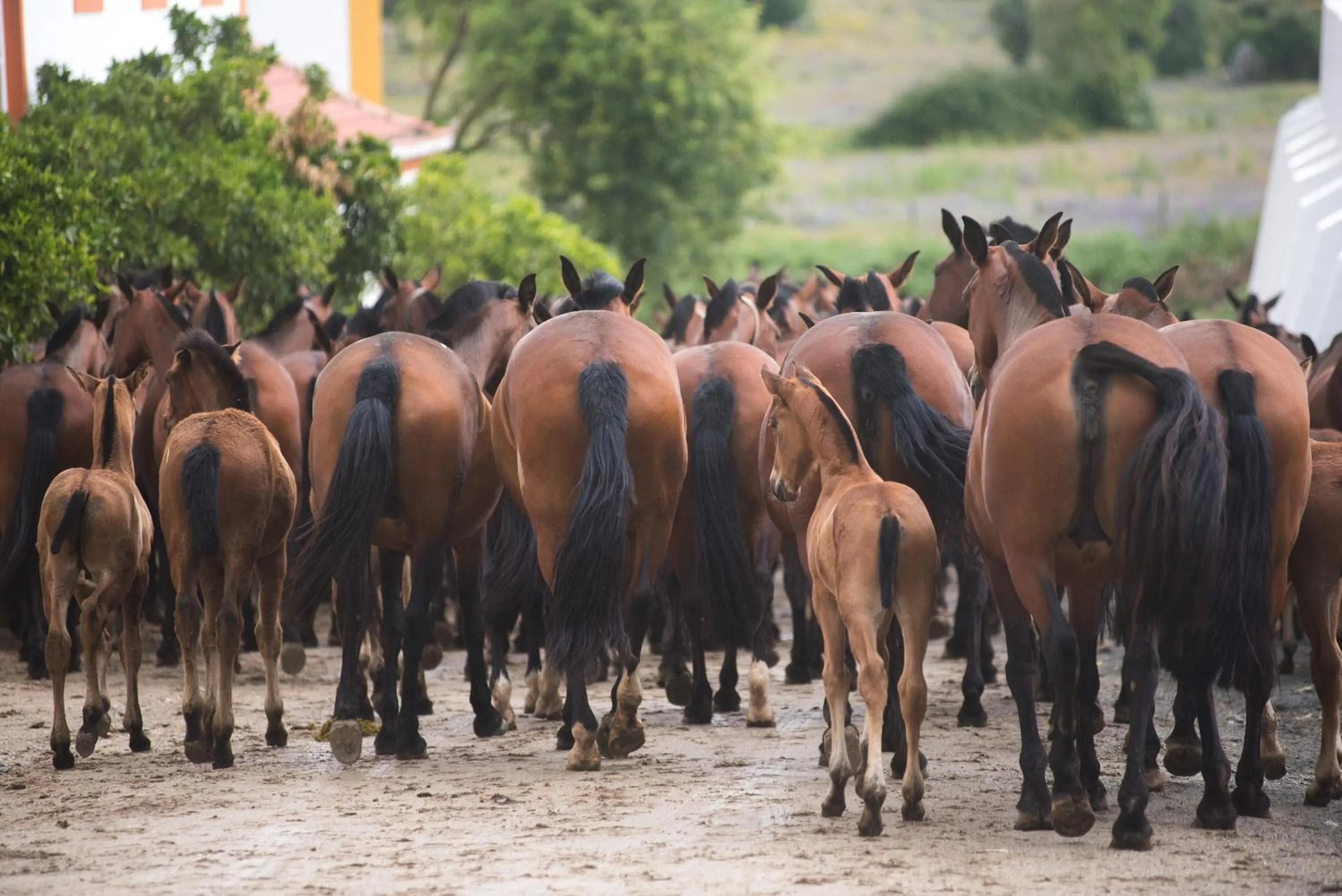 Activities in Vila Gale Collection Alter Real - Resort Equestre, Conference & Spa