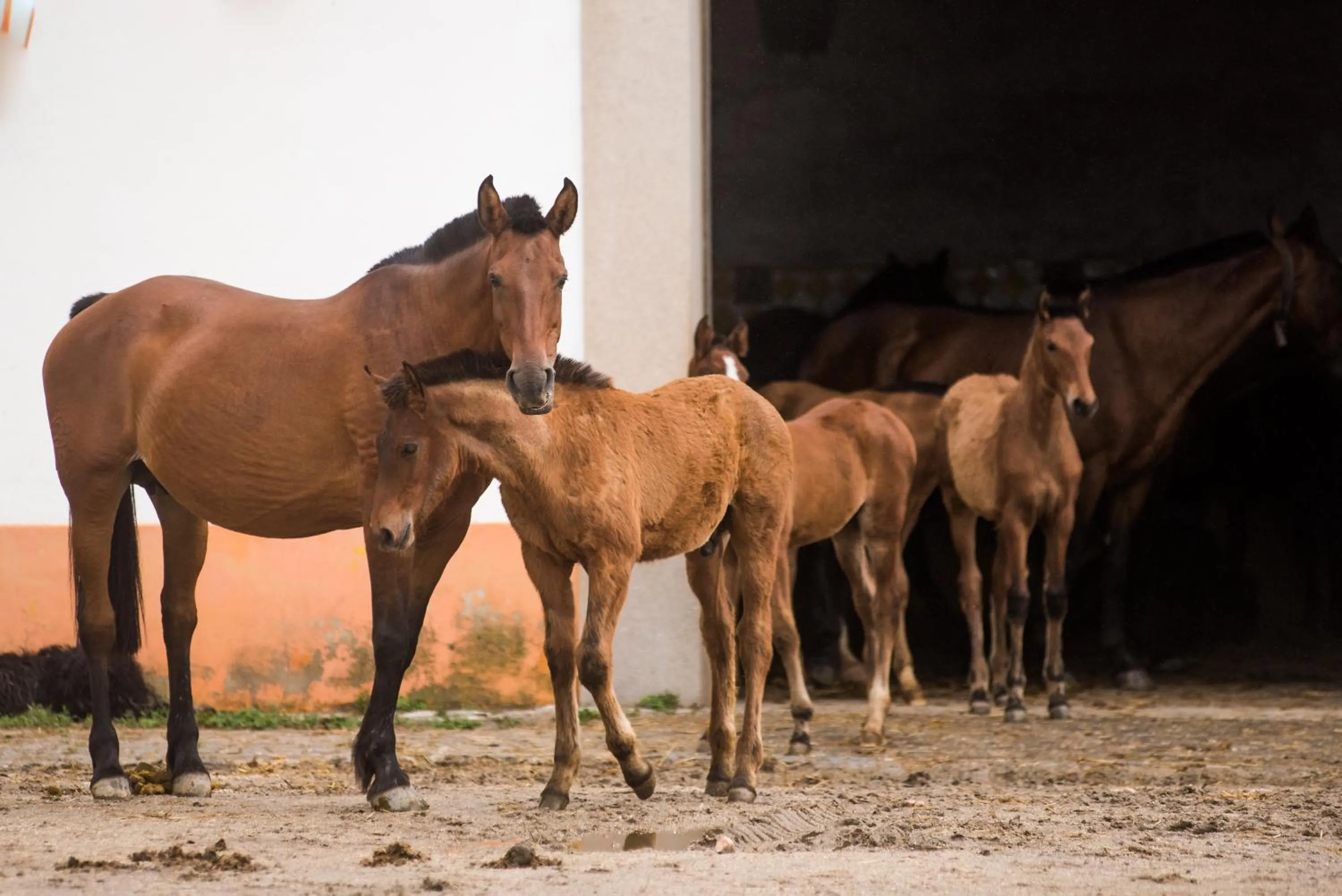 Activities in Vila Gale Collection Alter Real - Resort Equestre, Conference & Spa
