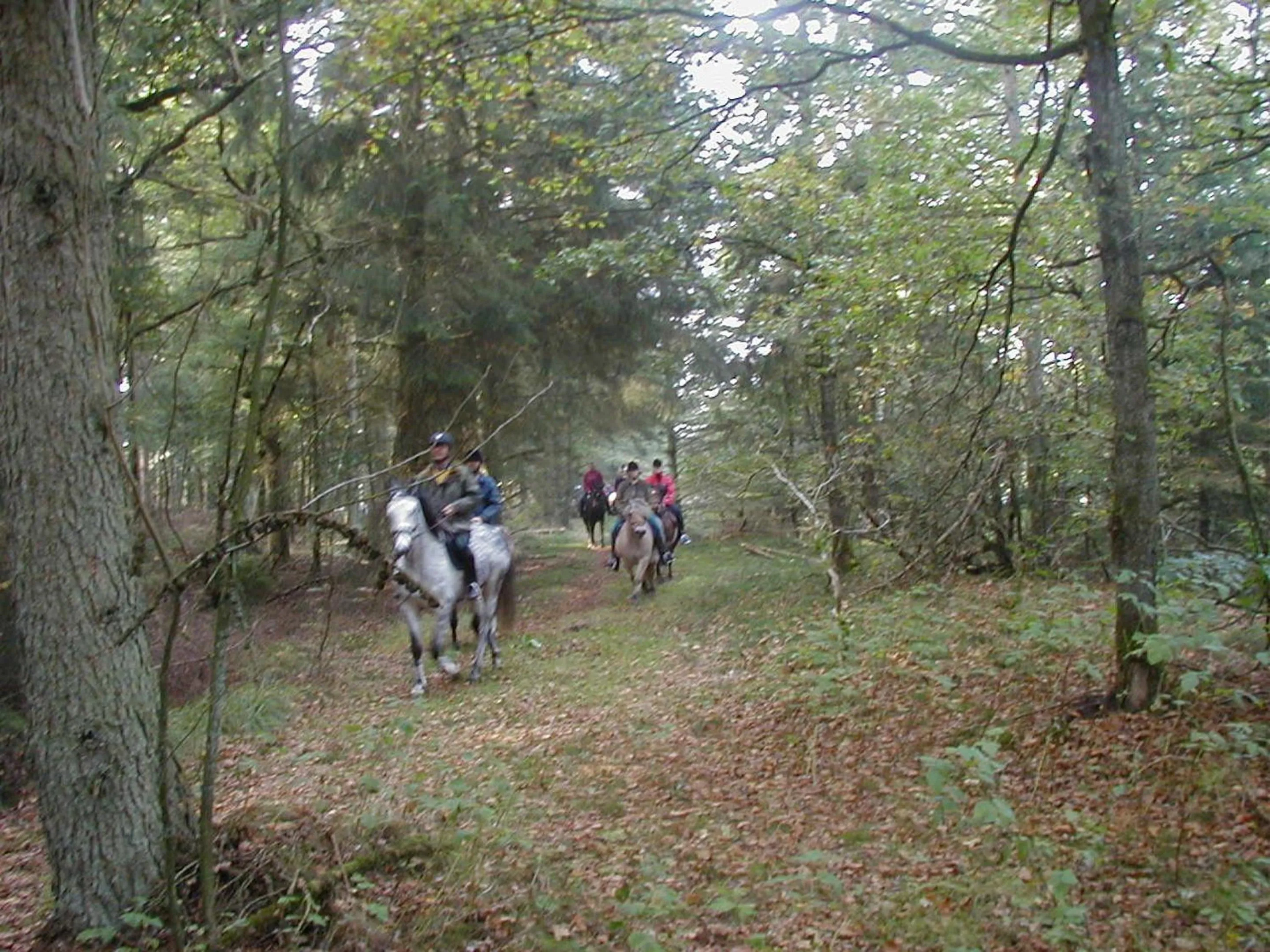 Activities in Reiterhof Wollesen