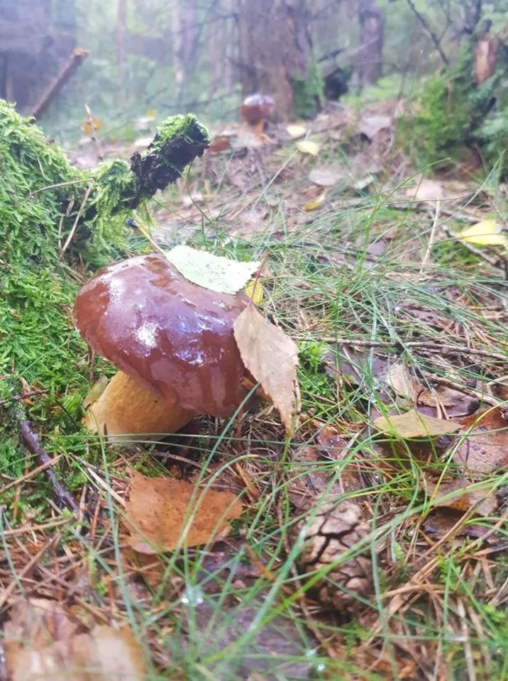 Pokoje Gościnne Art- Dworek