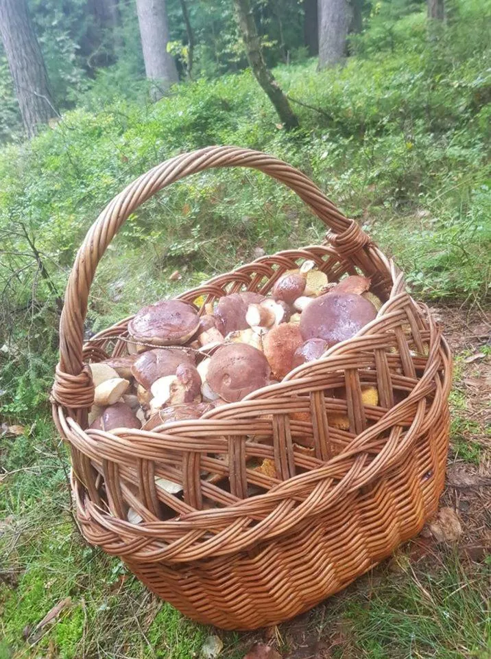 Pokoje Gościnne Art- Dworek