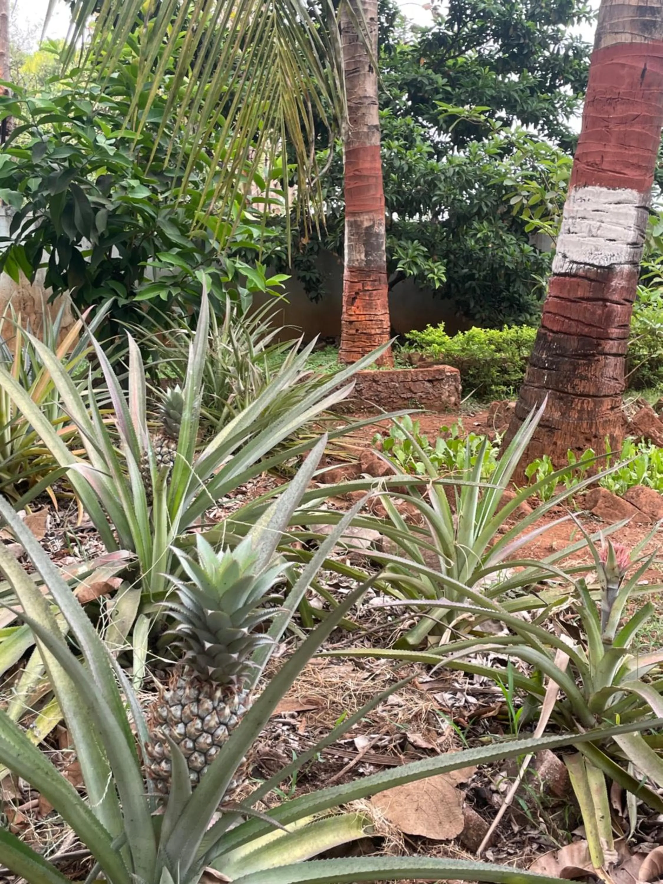 Garden in Geeta Bhawan Villa