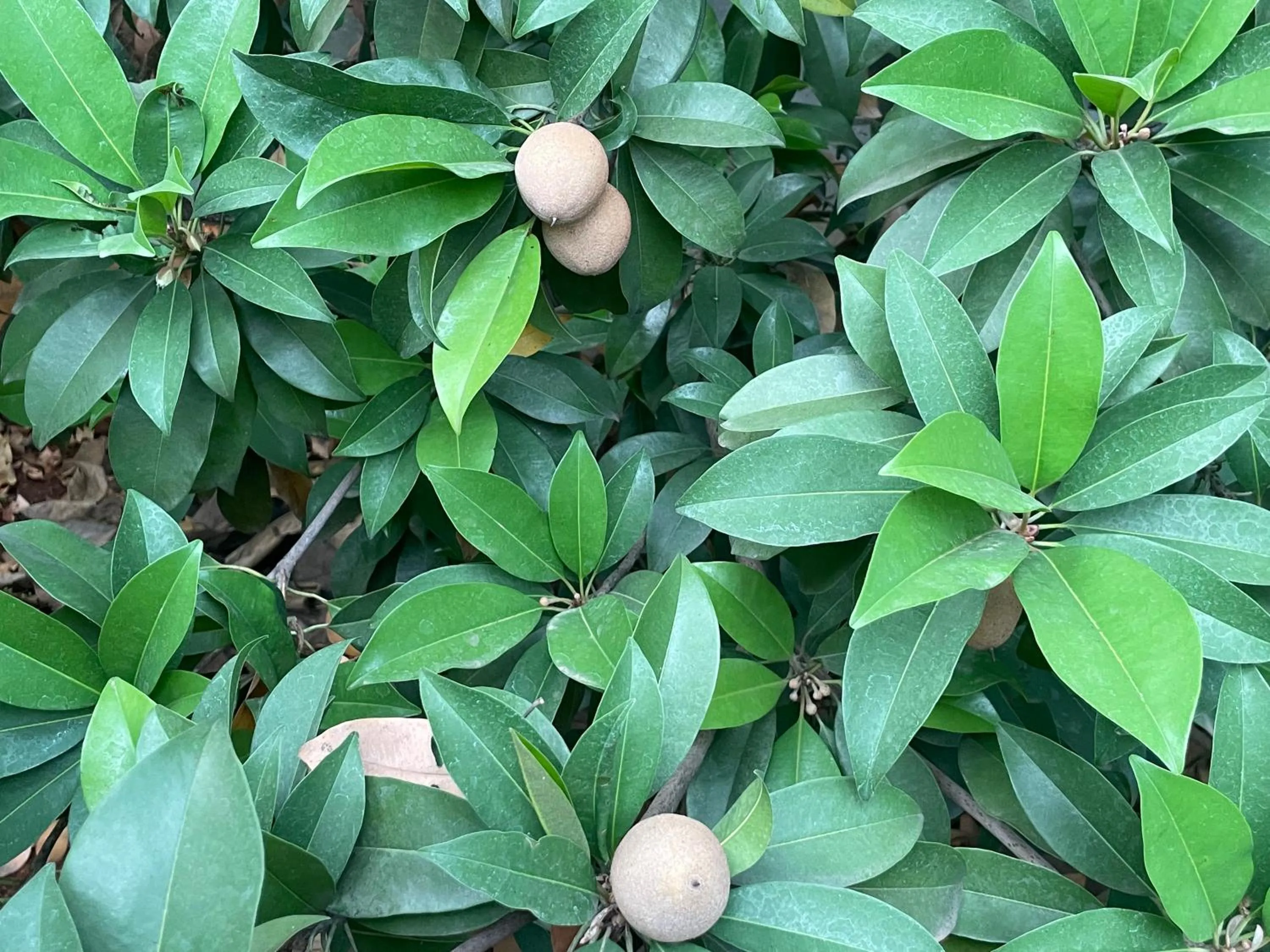 Garden in Geeta Bhawan Villa