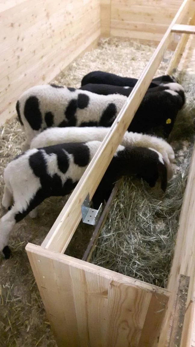 Animals in Alblerhof