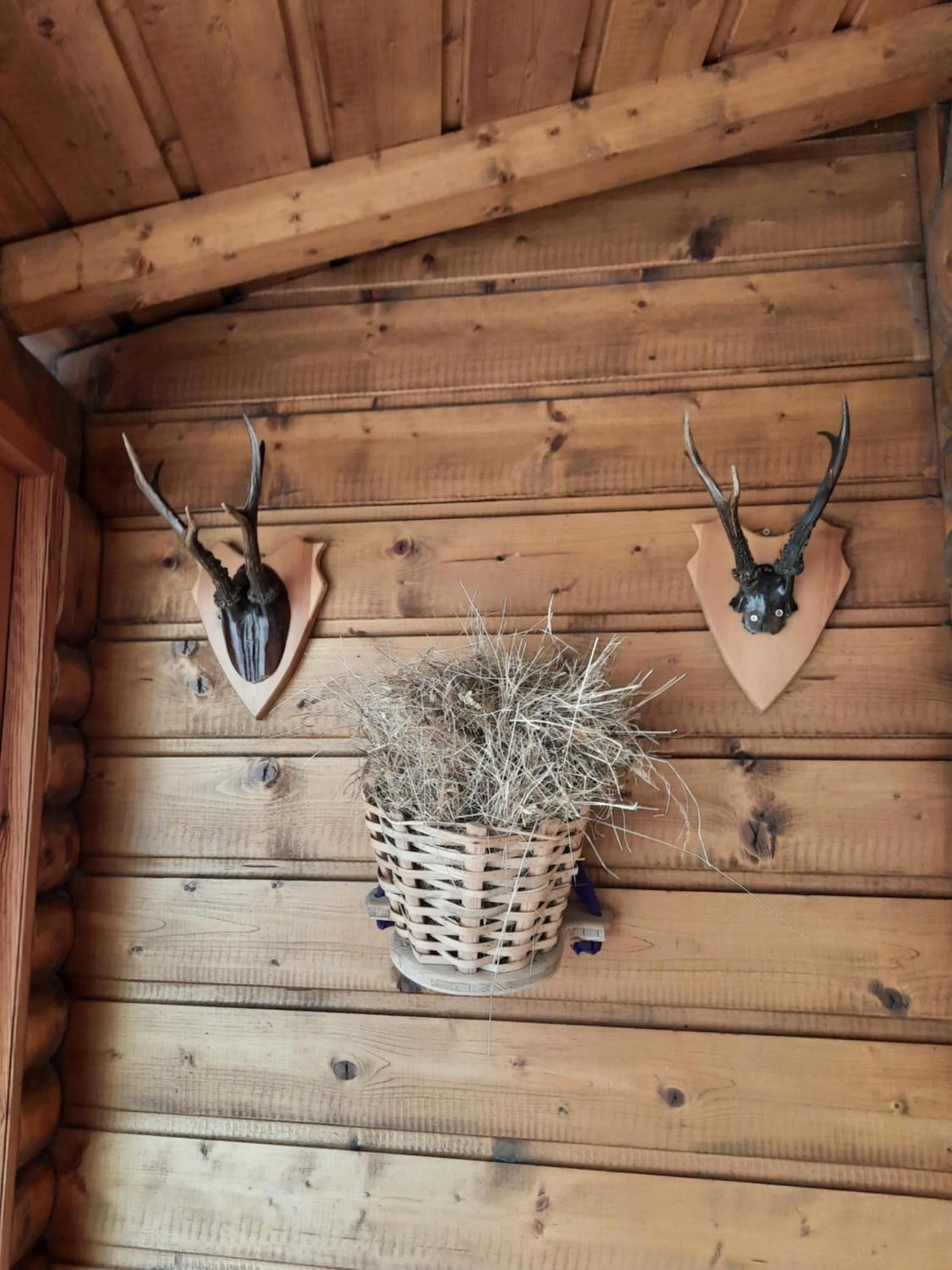 Animals in Alblerhof