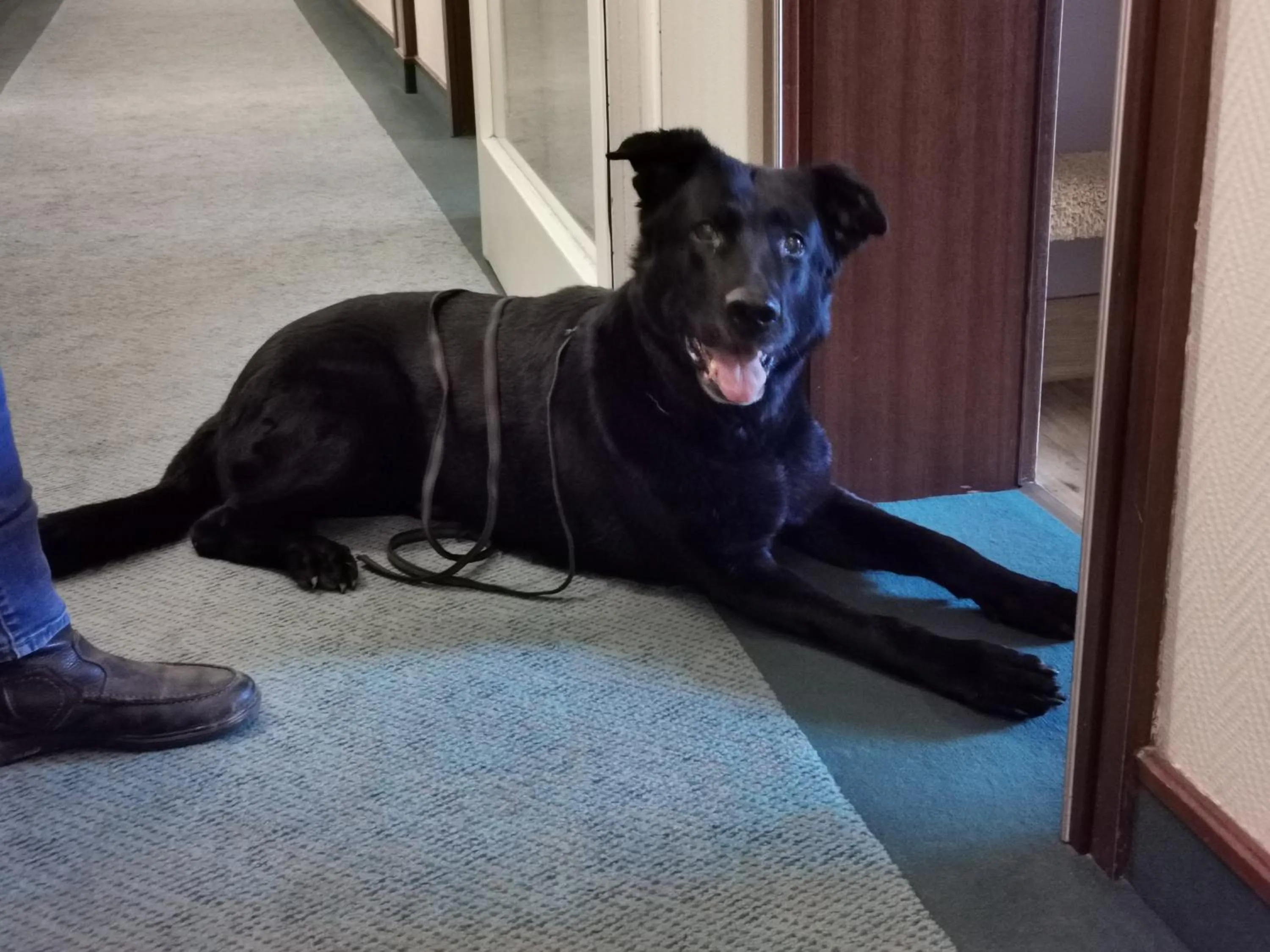 Pets in Hotel Cristal