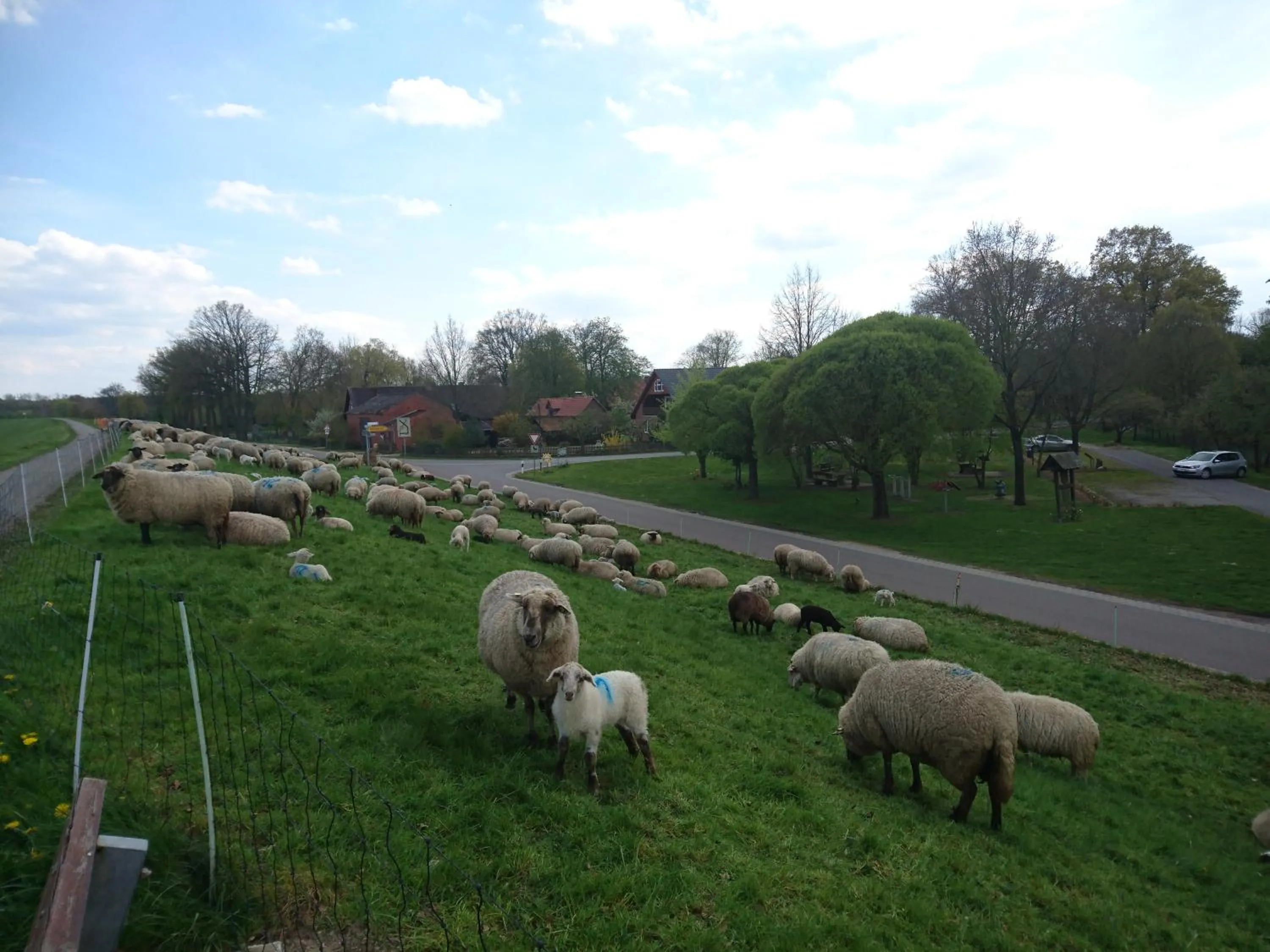 Animals in Hotel Steinhagen