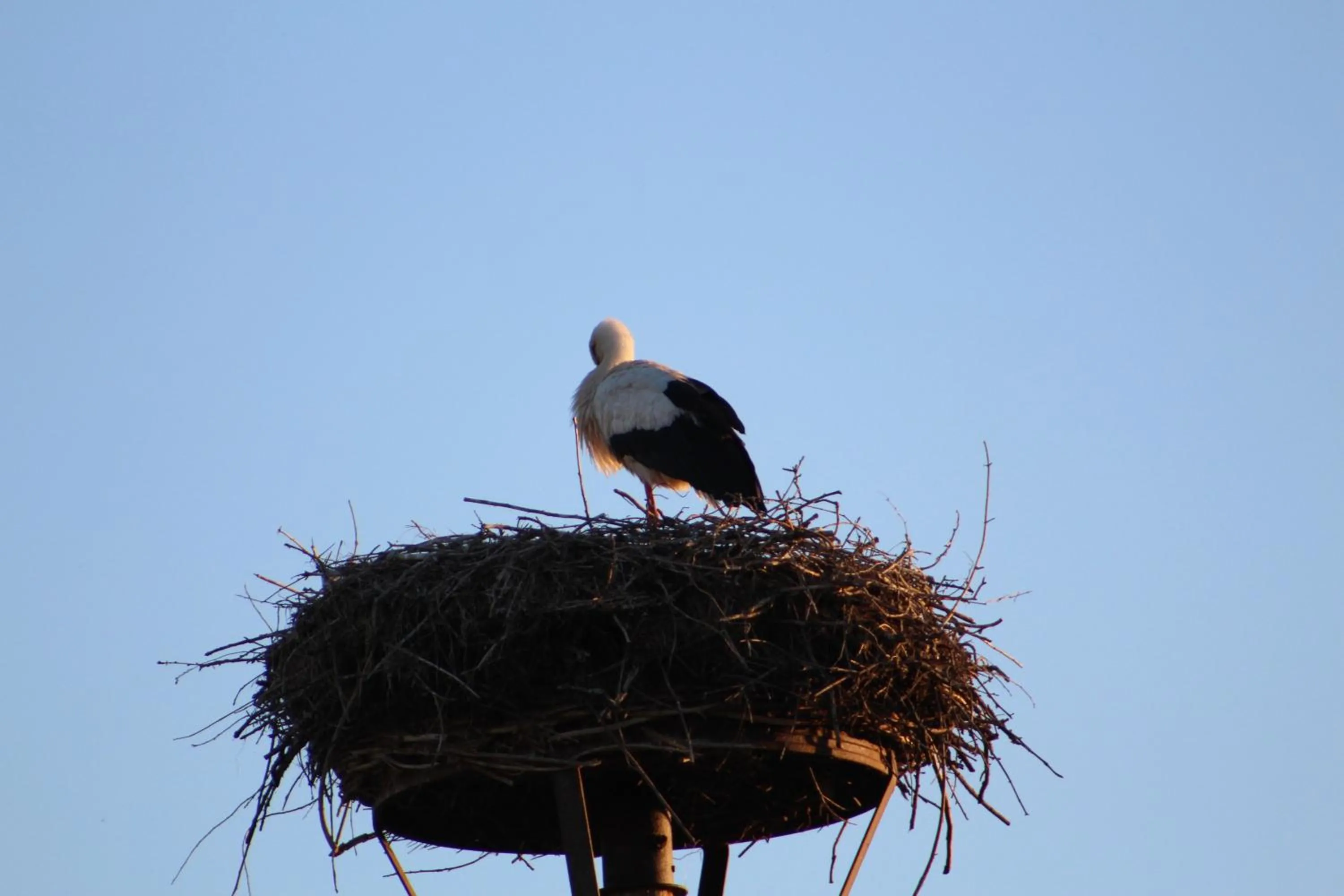 Animals in Hotel Steinhagen