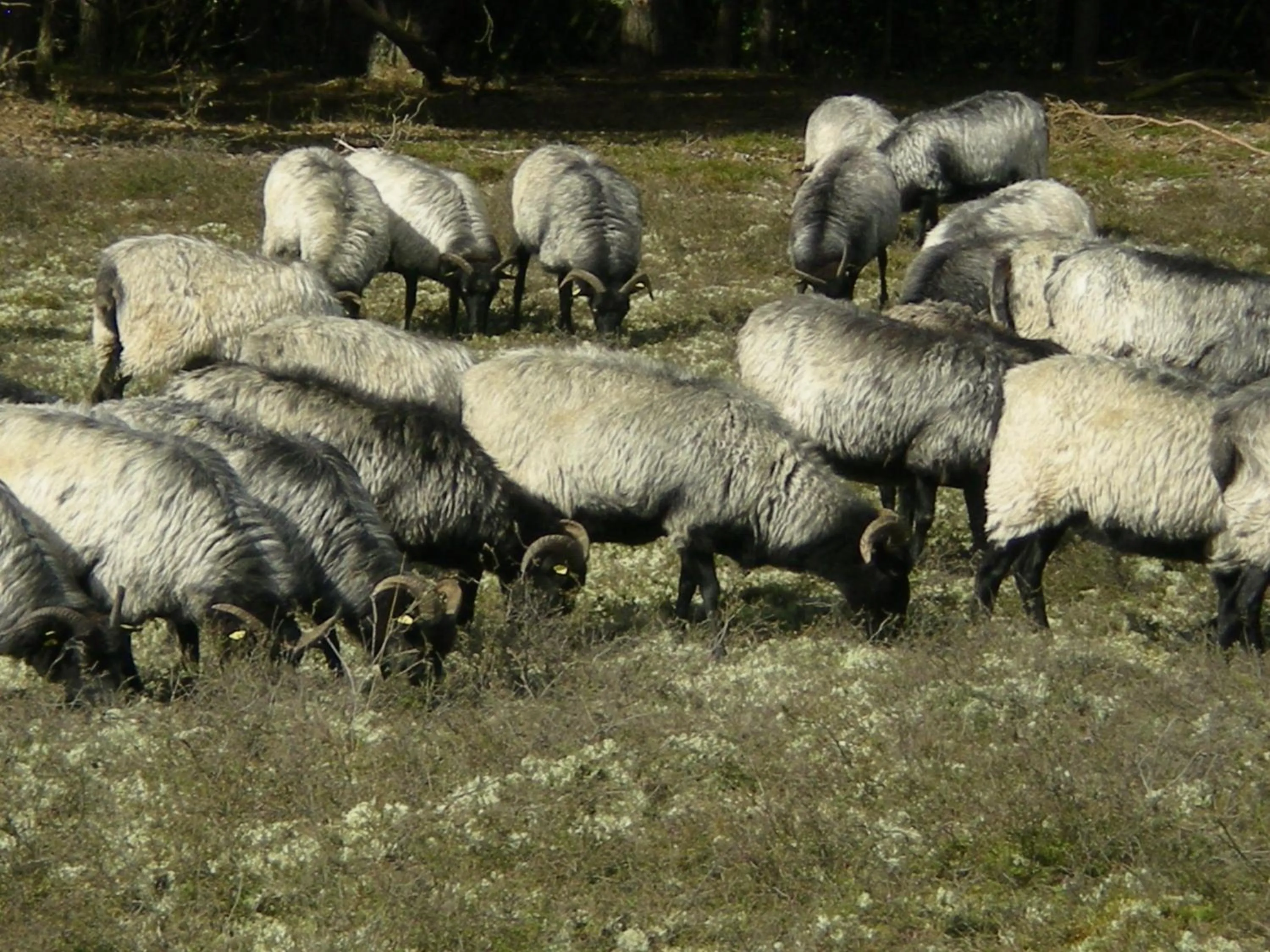 Animals in Heidehotel Bad Bevensen