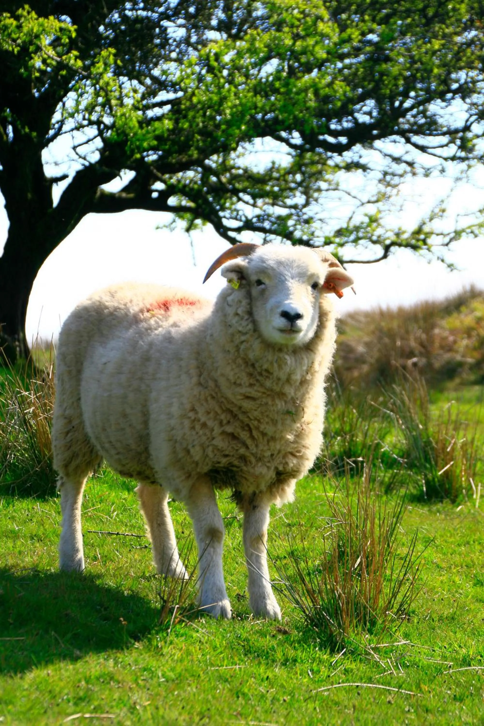 Natural landscape in The Cottage B&B