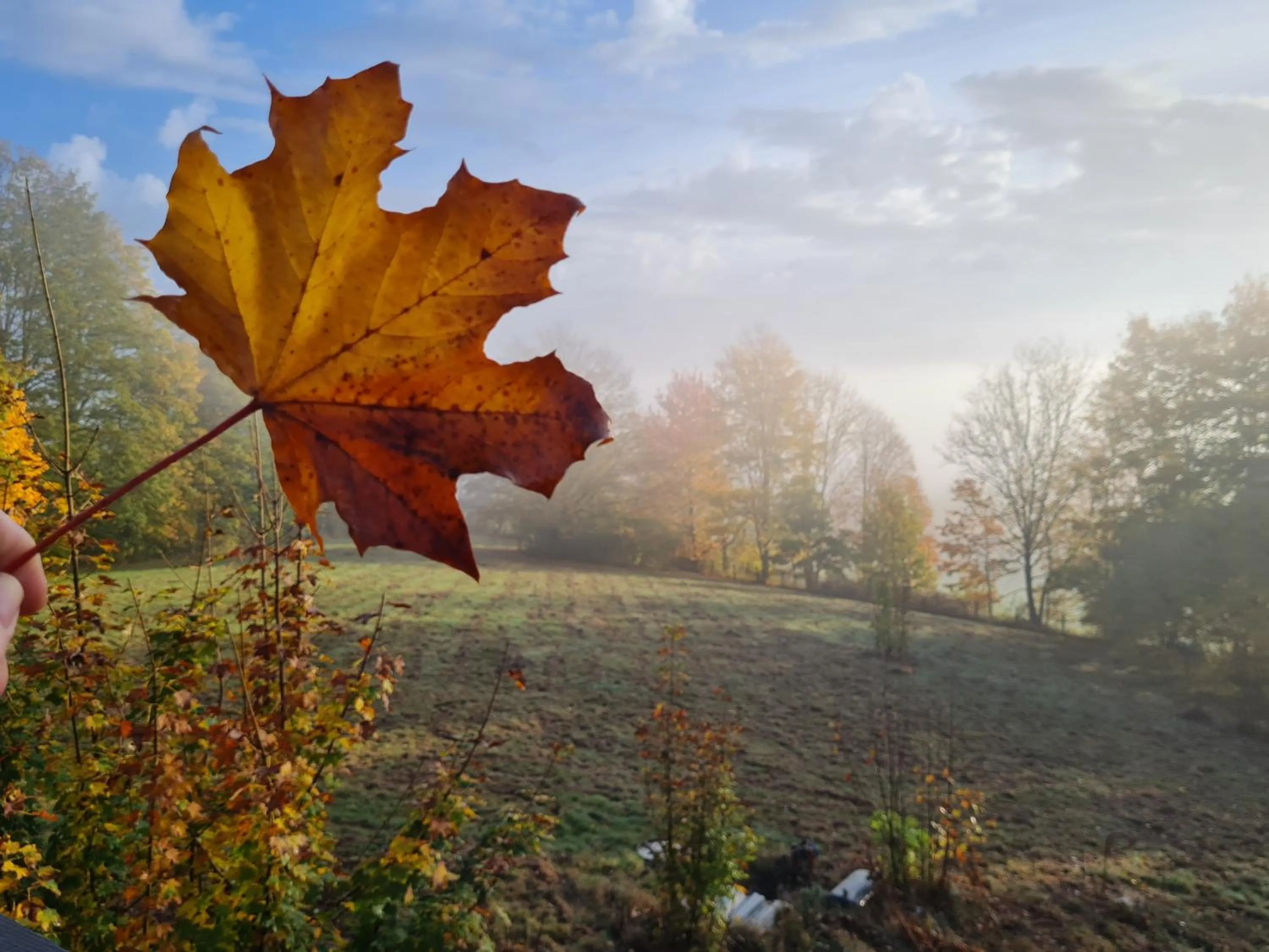 Garden in Hotel Waldquelle - Baumhaushotel Aerzen