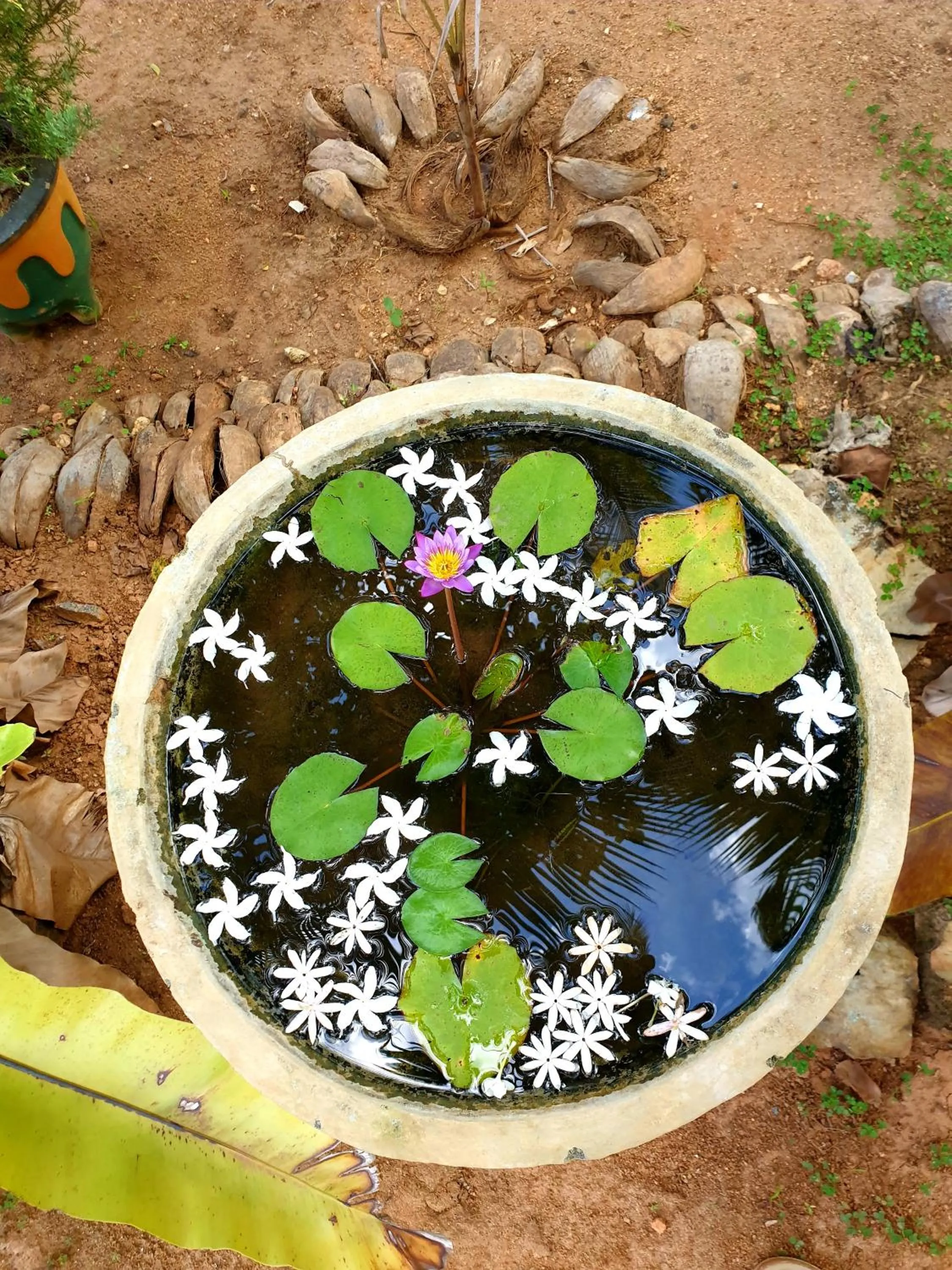 Garden in La Dolce Vita