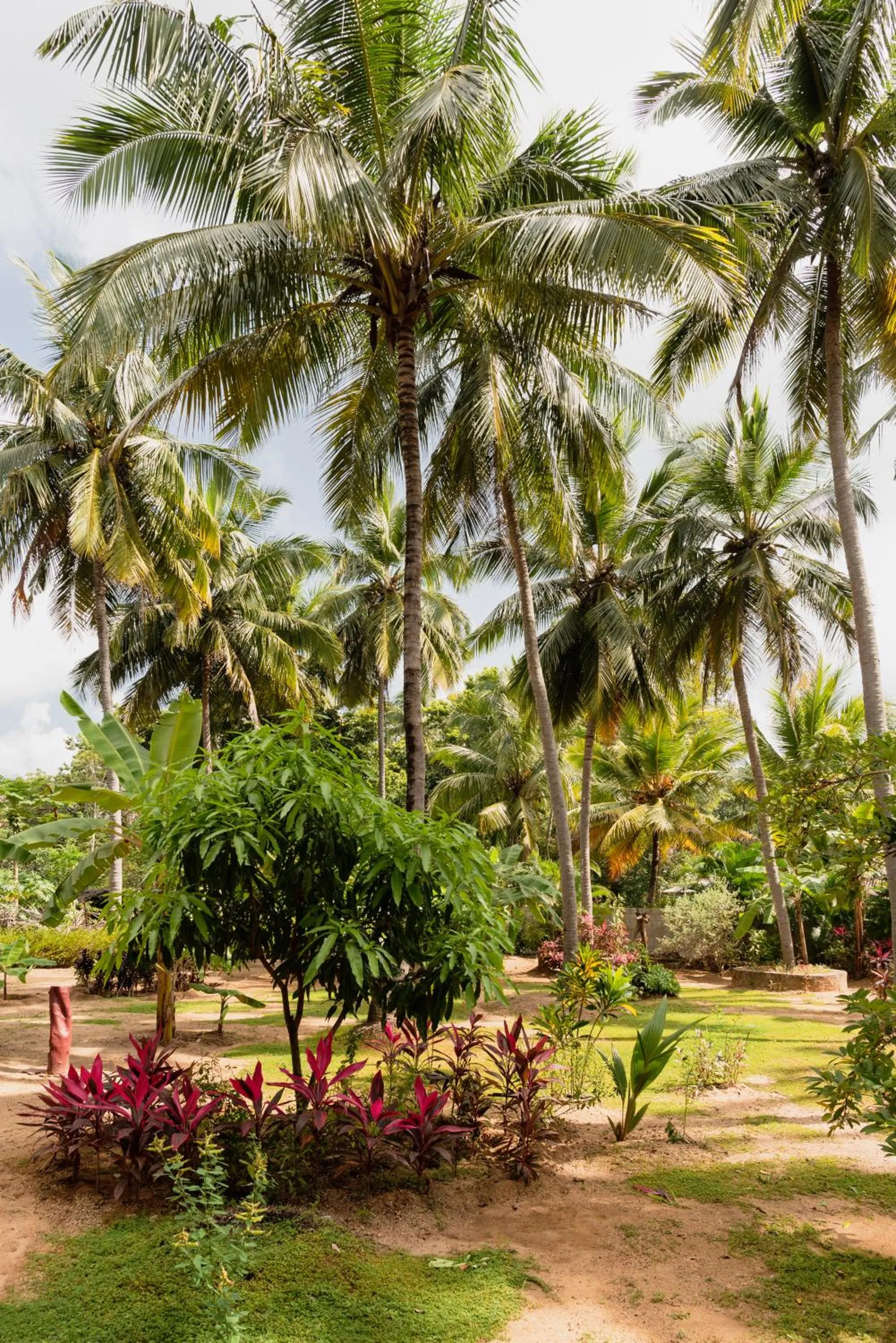 Garden in La Dolce Vita