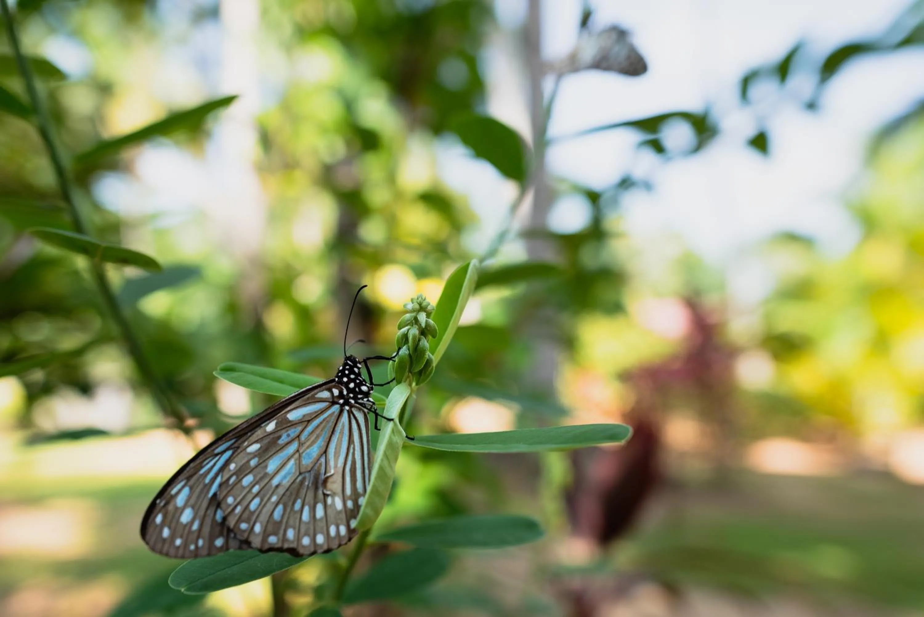 Garden in La Dolce Vita