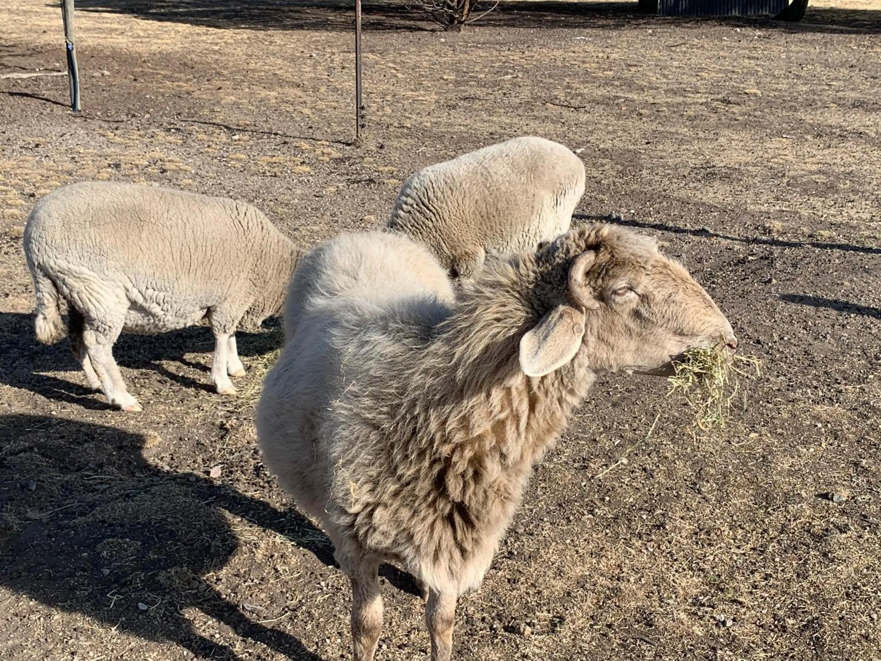 Garden in Couples Retreat with Mountain View Near Hobart