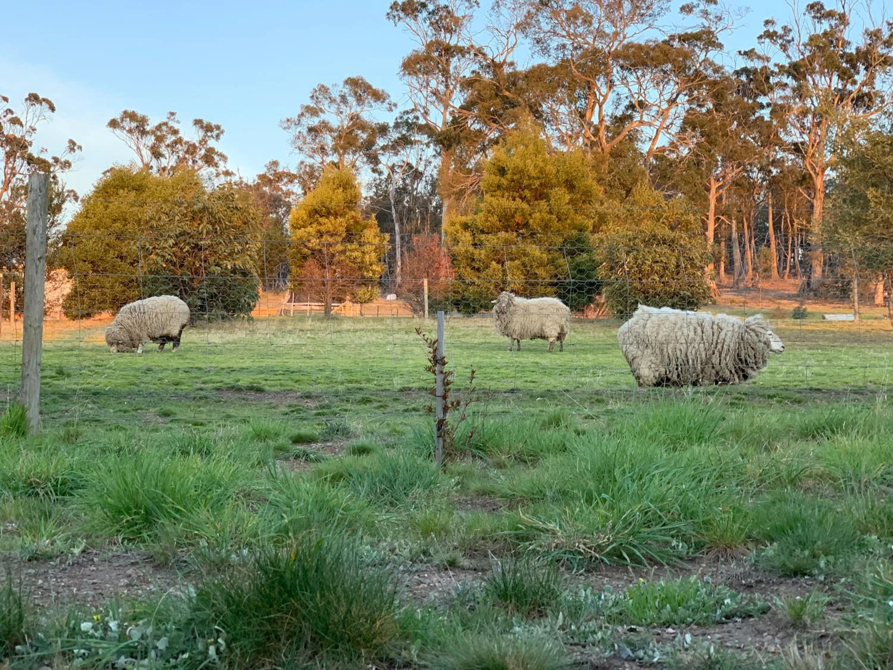 Garden in Couples Retreat with Mountain View Near Hobart
