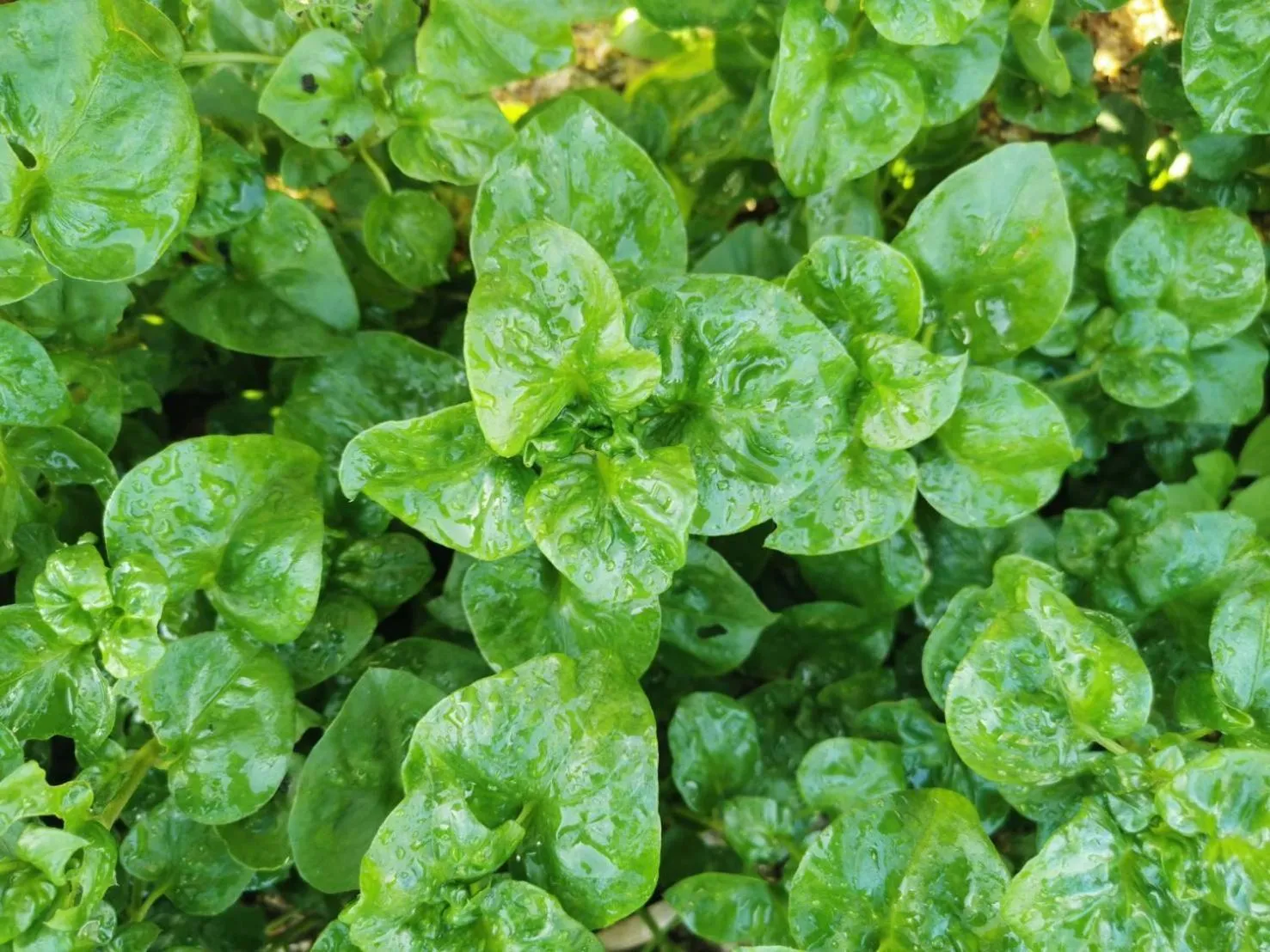 Nararin Garden House