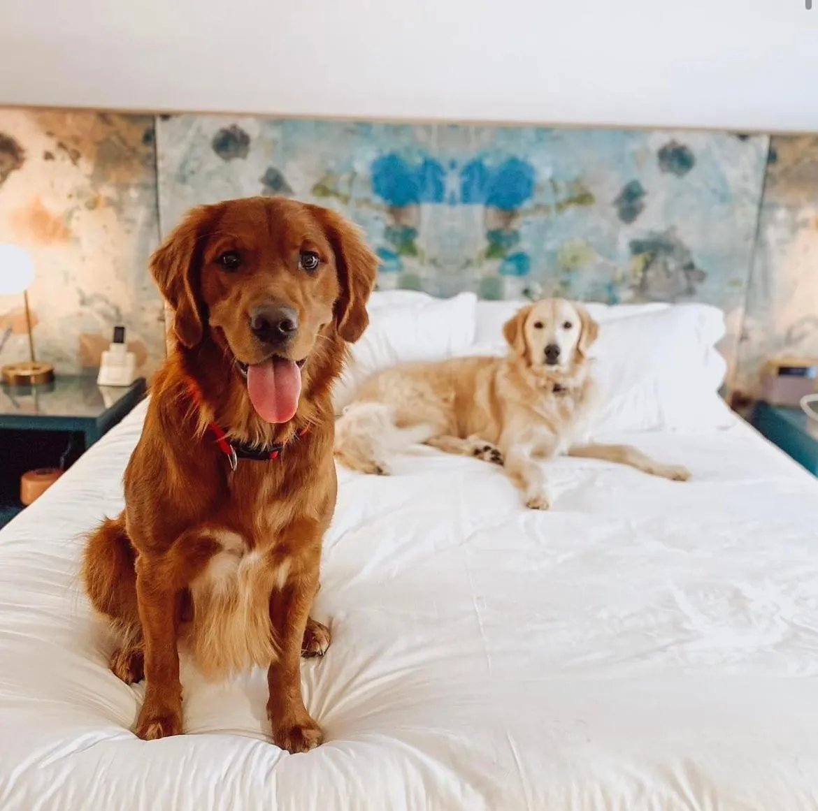 Pets in The Doyle Hotel