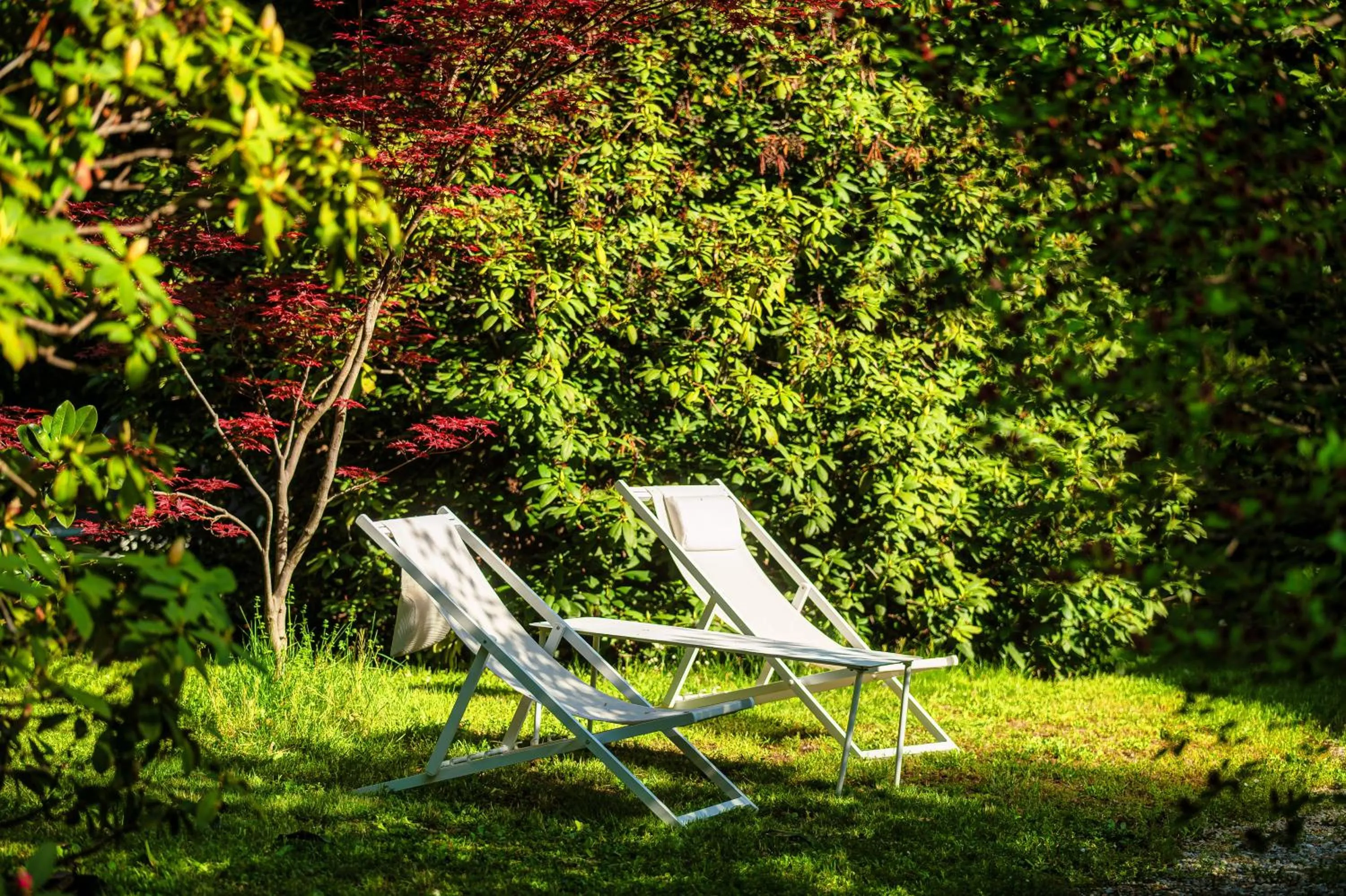 Garden in Dandelion Como Suites & Park