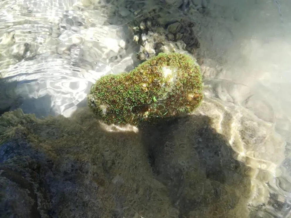 Sea Star Resort Semporna