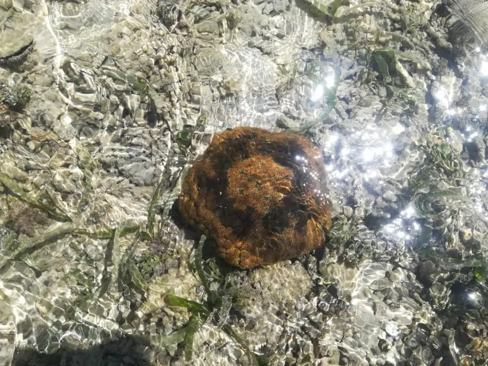 Sea Star Resort Semporna