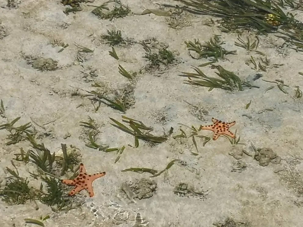 Sea Star Resort Semporna