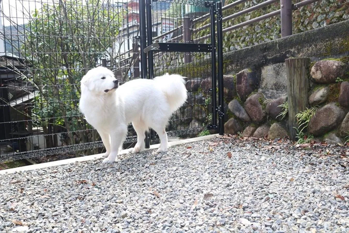 Pets in Miyajima Shiro