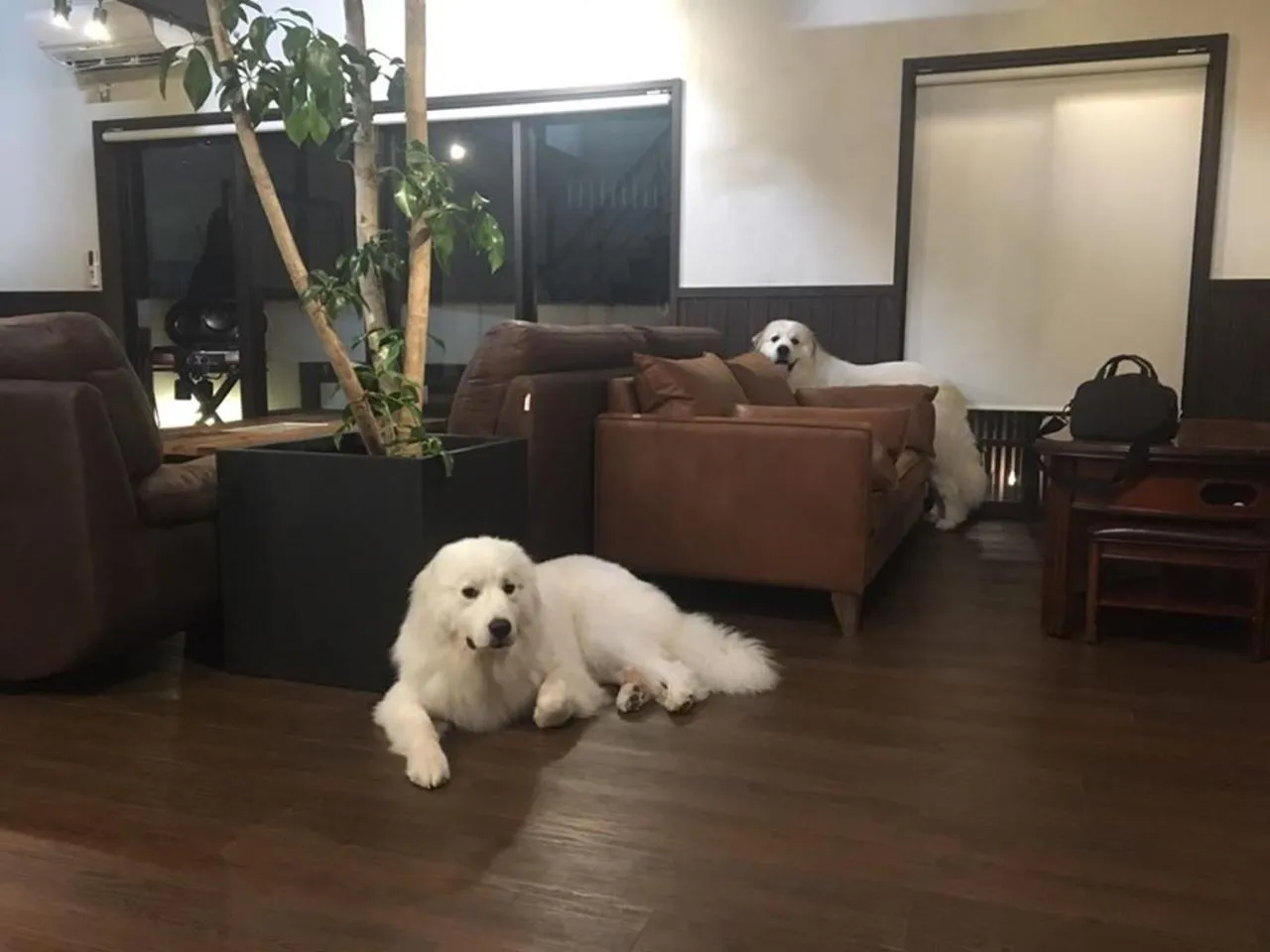 Pets in Miyajima Shiro