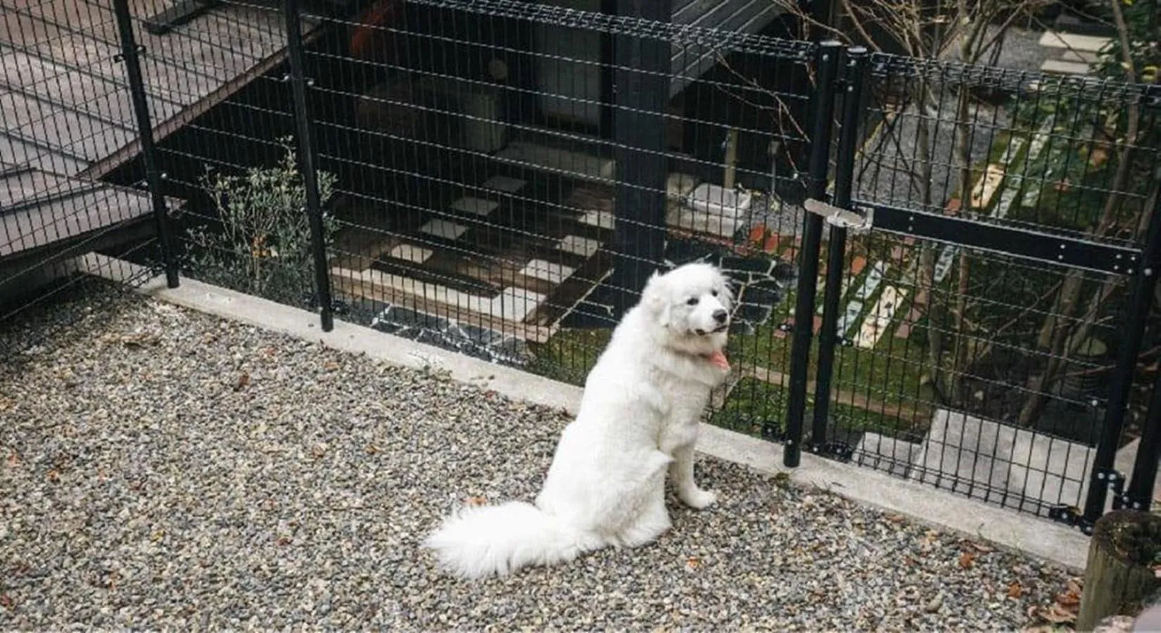 Pets in Miyajima Shiro