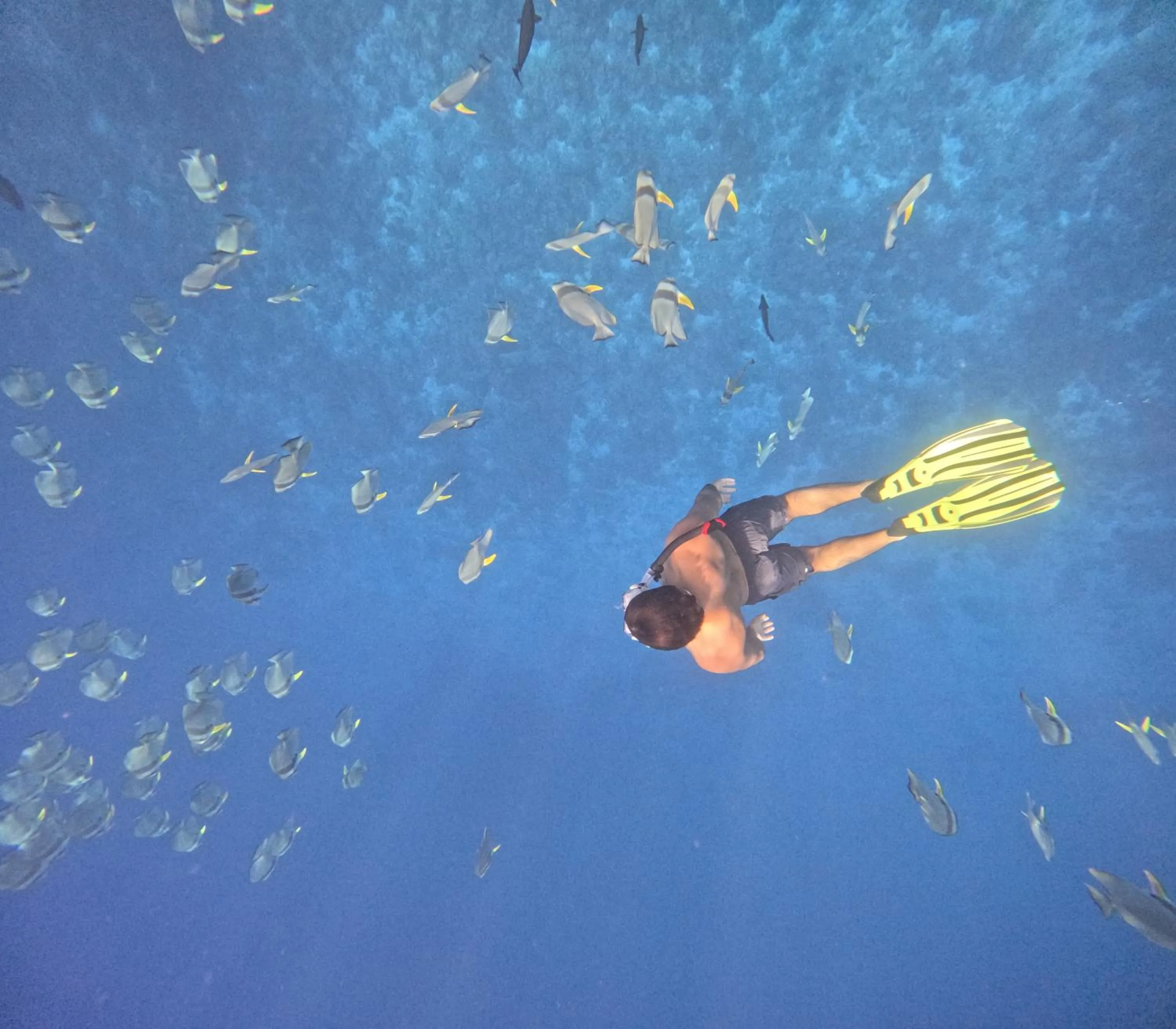 Snorkeling in Fiyavalhu Resort Maldives