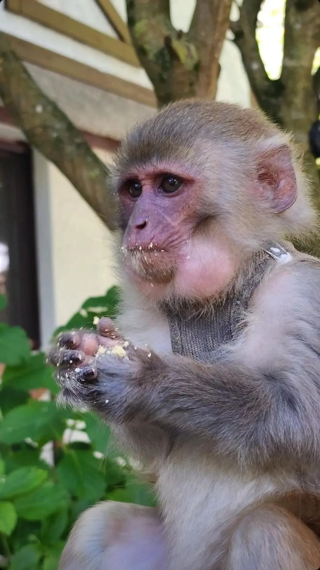 Animals in Polonezköy Country Club & Accommodation in the Wildlife Park!