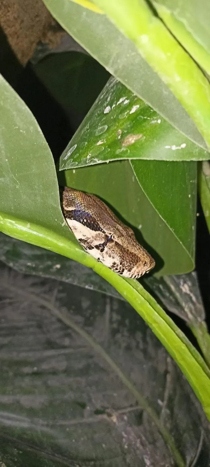 Animals in Polonezköy Country Club & Accommodation in the Wildlife Park!