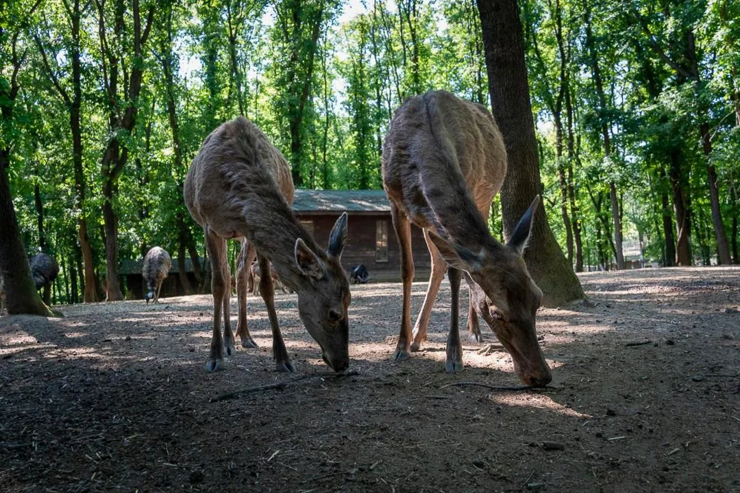 Animals in Polonezköy Country Club & Accommodation in the Wildlife Park!
