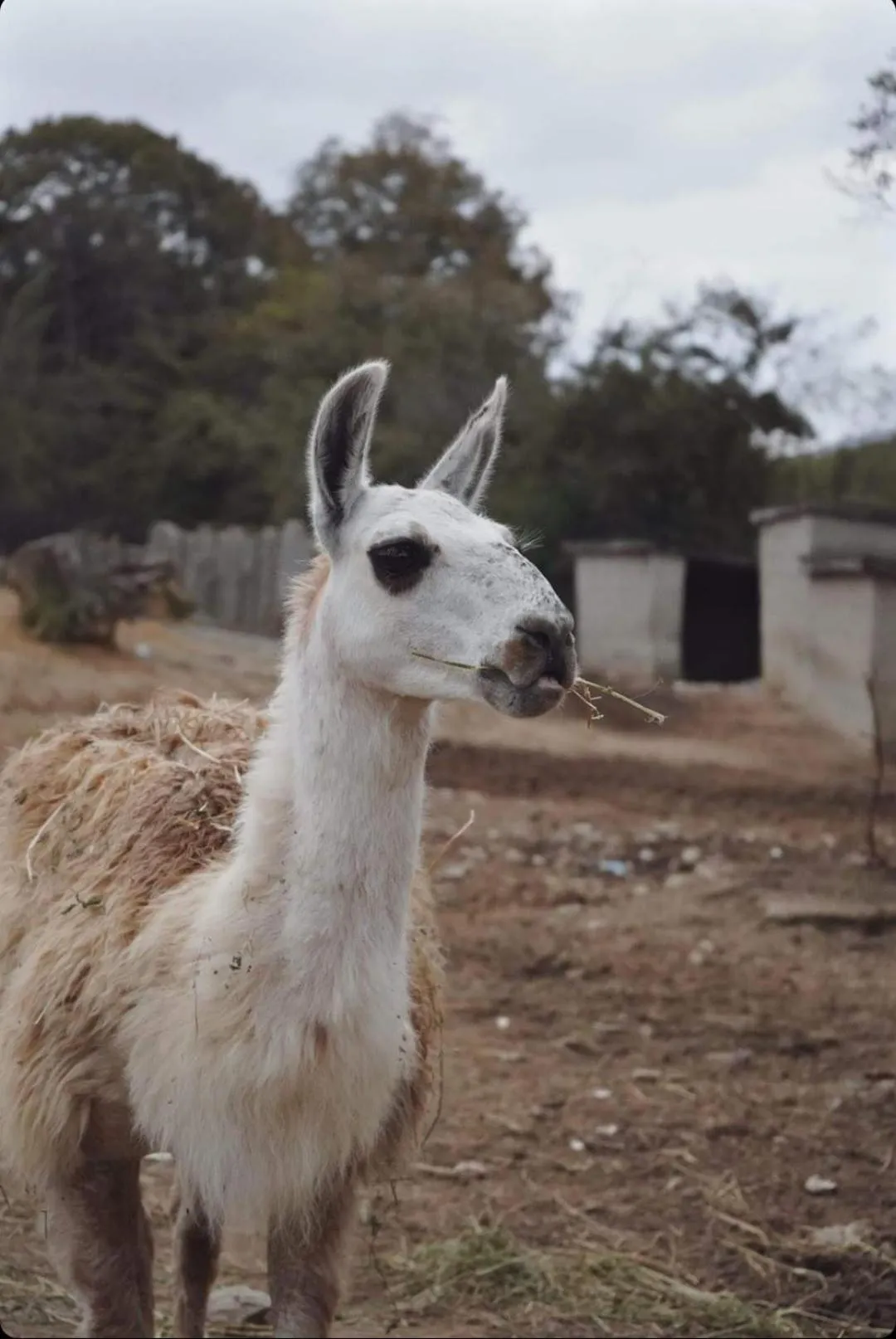 Animals in Polonezköy Country Club & Accommodation in the Wildlife Park!