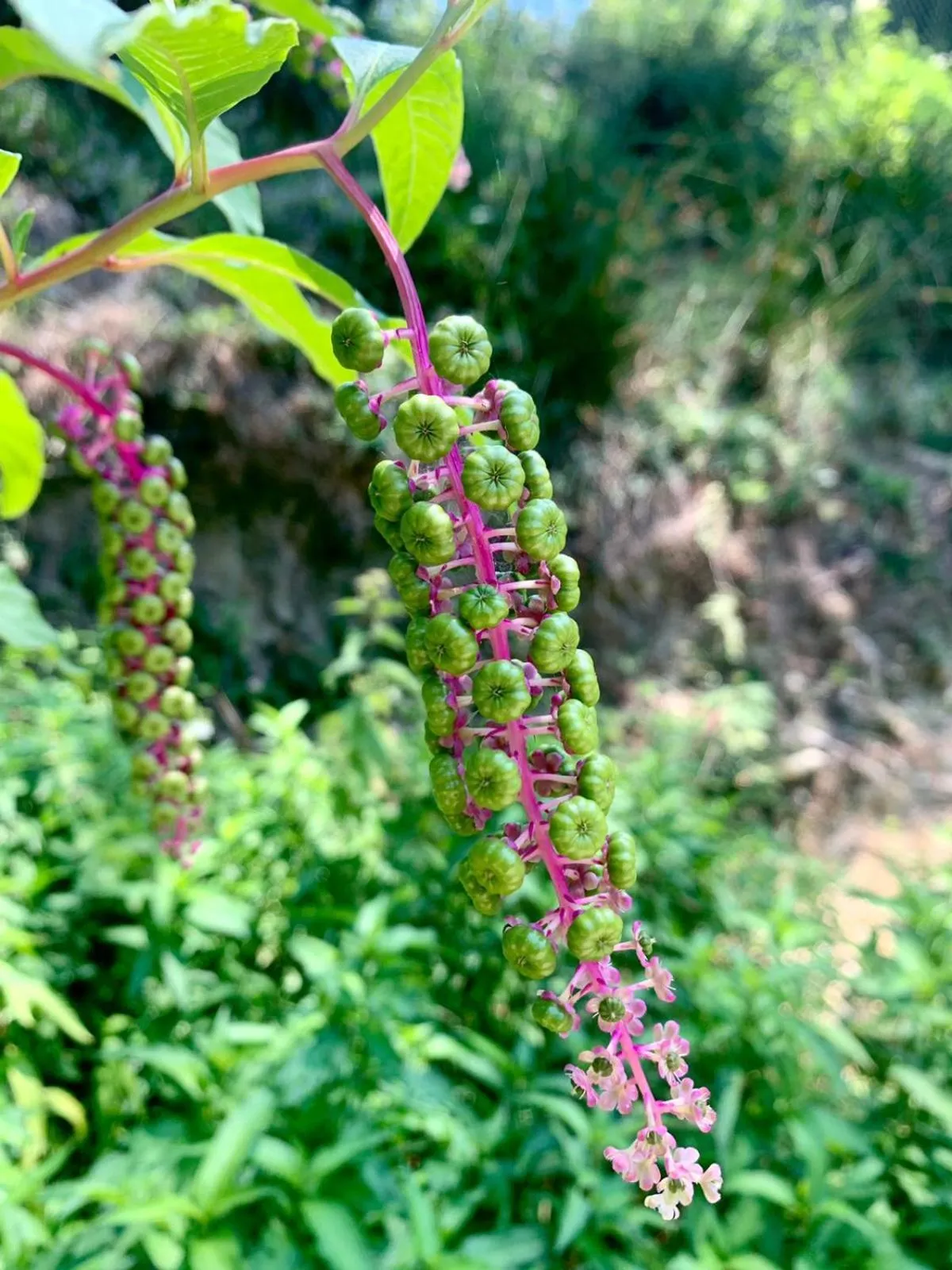 Garden in Polonezköy Country Club & Accommodation in the Wildlife Park!
