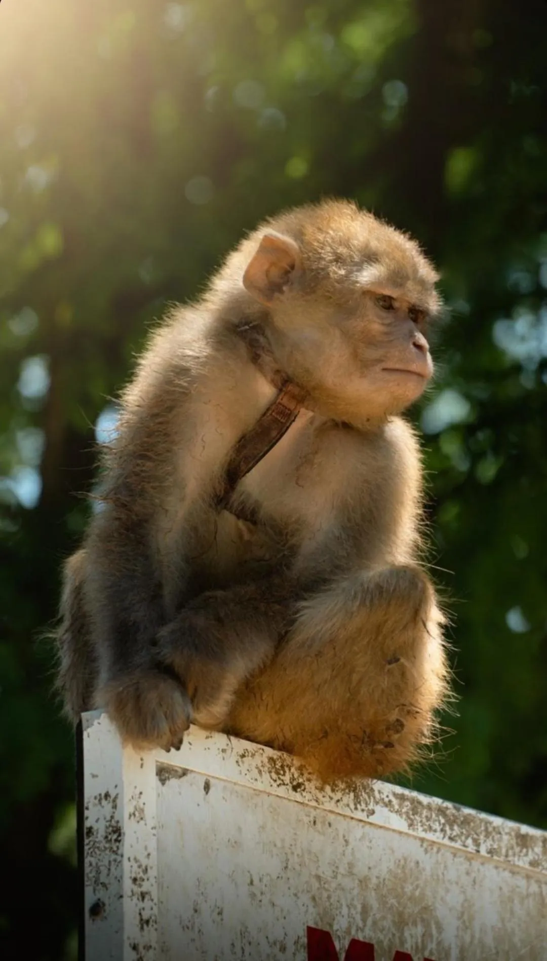 Animals in Polonezköy Country Club & Accommodation in the Wildlife Park!