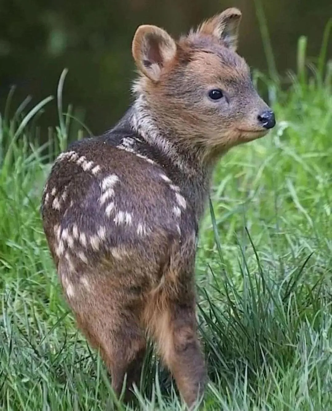 Animals in Polonezköy Country Club & Accommodation in the Wildlife Park!