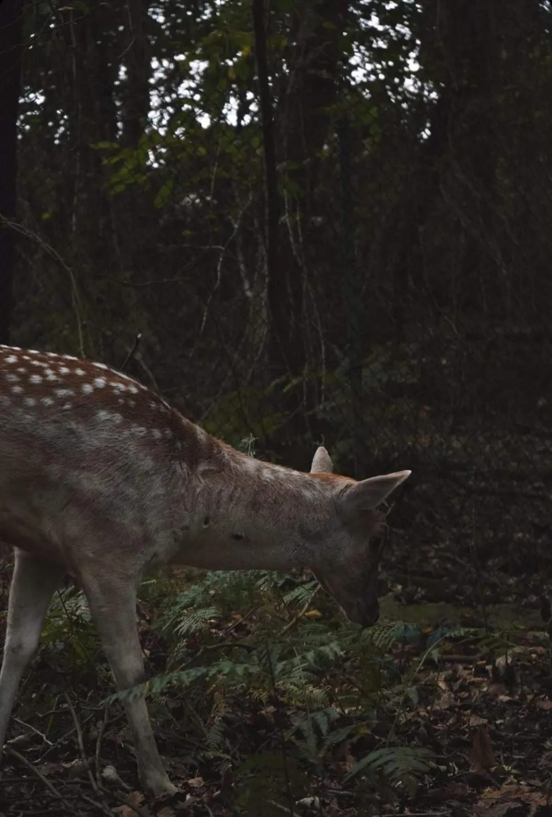 Natural landscape in Polonezköy Country Club & Accommodation in the Wildlife Park!