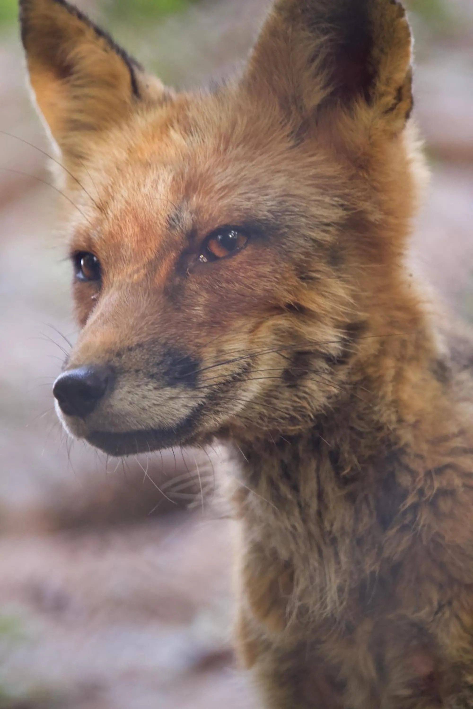 Animals in Polonezköy Country Club & Accommodation in the Wildlife Park!