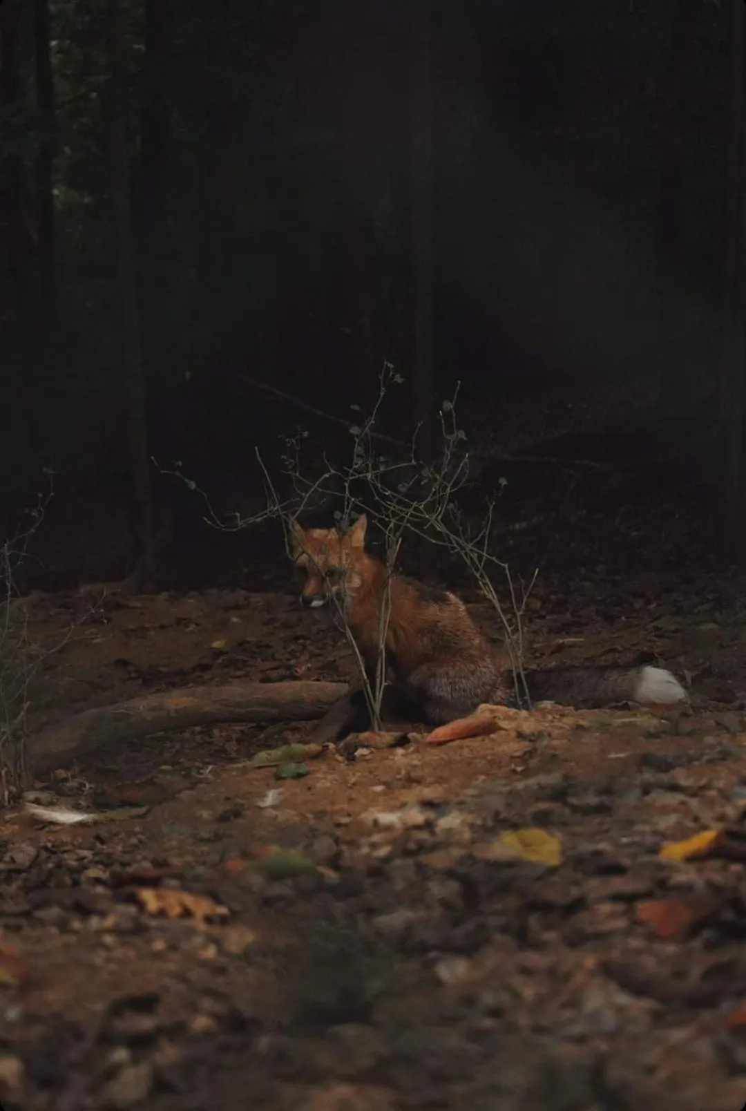 Natural landscape in Polonezköy Country Club & Accommodation in the Wildlife Park!